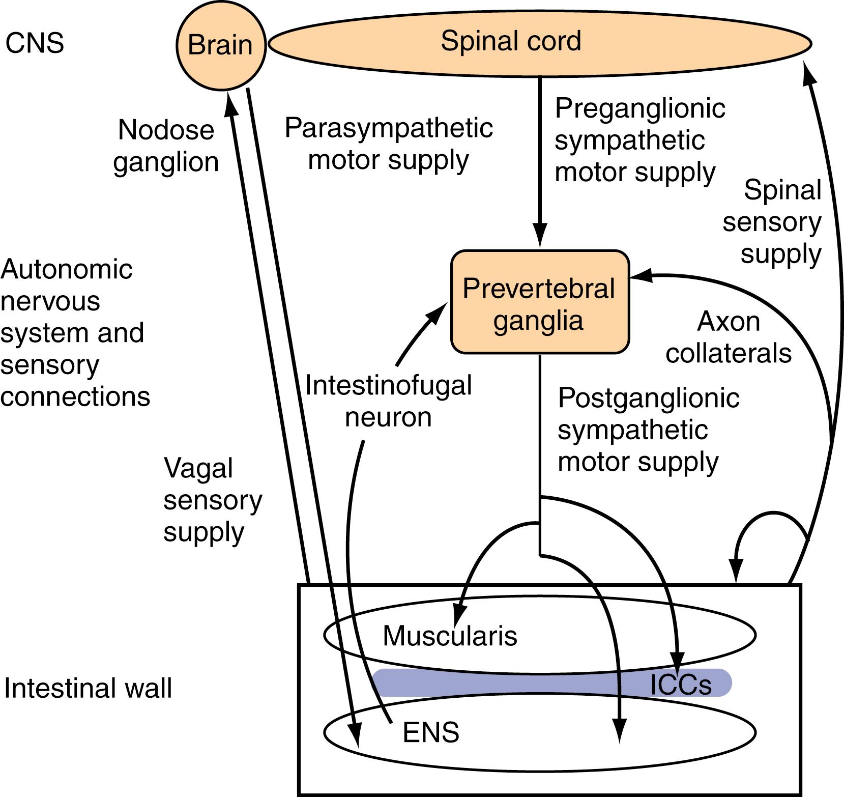 Fig. 99.3, Schematic representation of relationships among components of small intestinal motor control system. For further details, see text. ENS , Enteric nervous system; ICC , interstitial cells of Cajal.