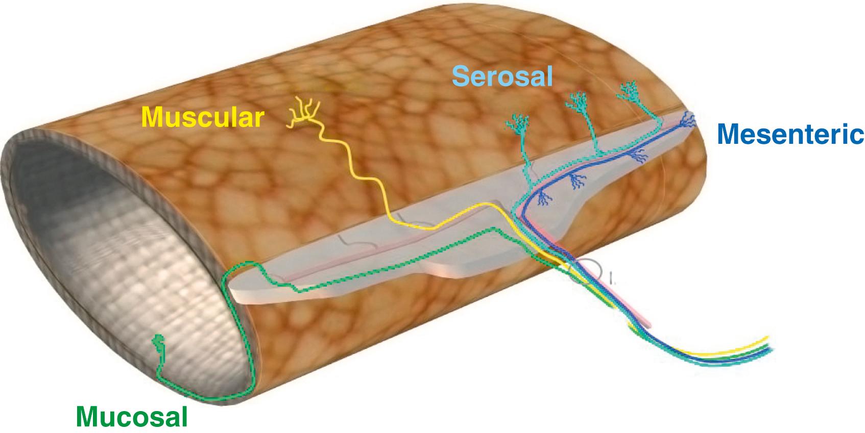 Fig. 99.4, Schematic representation of various subtypes of extrinsic sensory afferent nerve fibers that innervate the small intestine via vagal and spinal nerve pathways. For further details, see text.