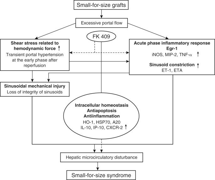 FIGURE 55-3, Proposed mechanism of small-for-size graft syndrome. CXCR-2 , CXC chemokine receptor 2; Egr-1 , early graft response-1; ET-1 , endothelin-1; ETA , endothelin 1 receptor A; HO-1 , heme oxygenase-1; HSP70 , heat shock protein 70; IL-10 , interleukin-10; iNOS , inducible NO synthetase; IP-10 , INF-[γ]-induced protein 10; MIP-2 , macrophage inflammatory protein 2; TNF- α, tumor necrosis factor-α.