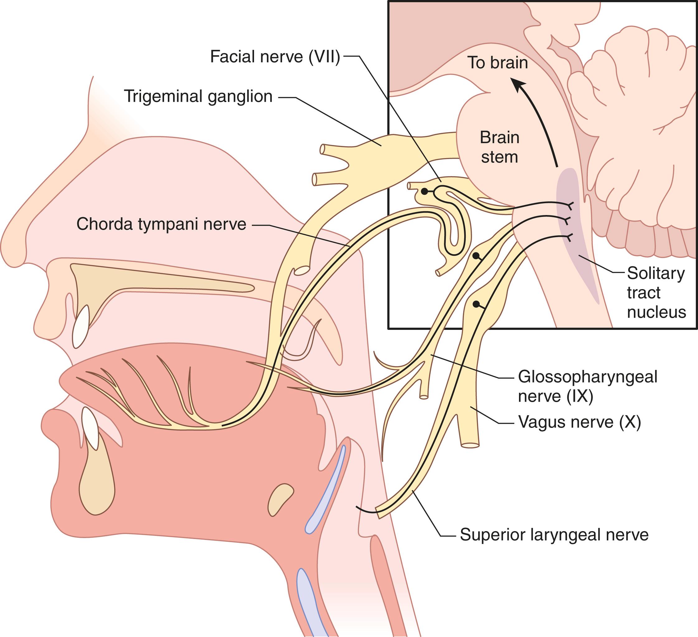 FIGURE 395-1, Anatomy of peripheral taste pathways.