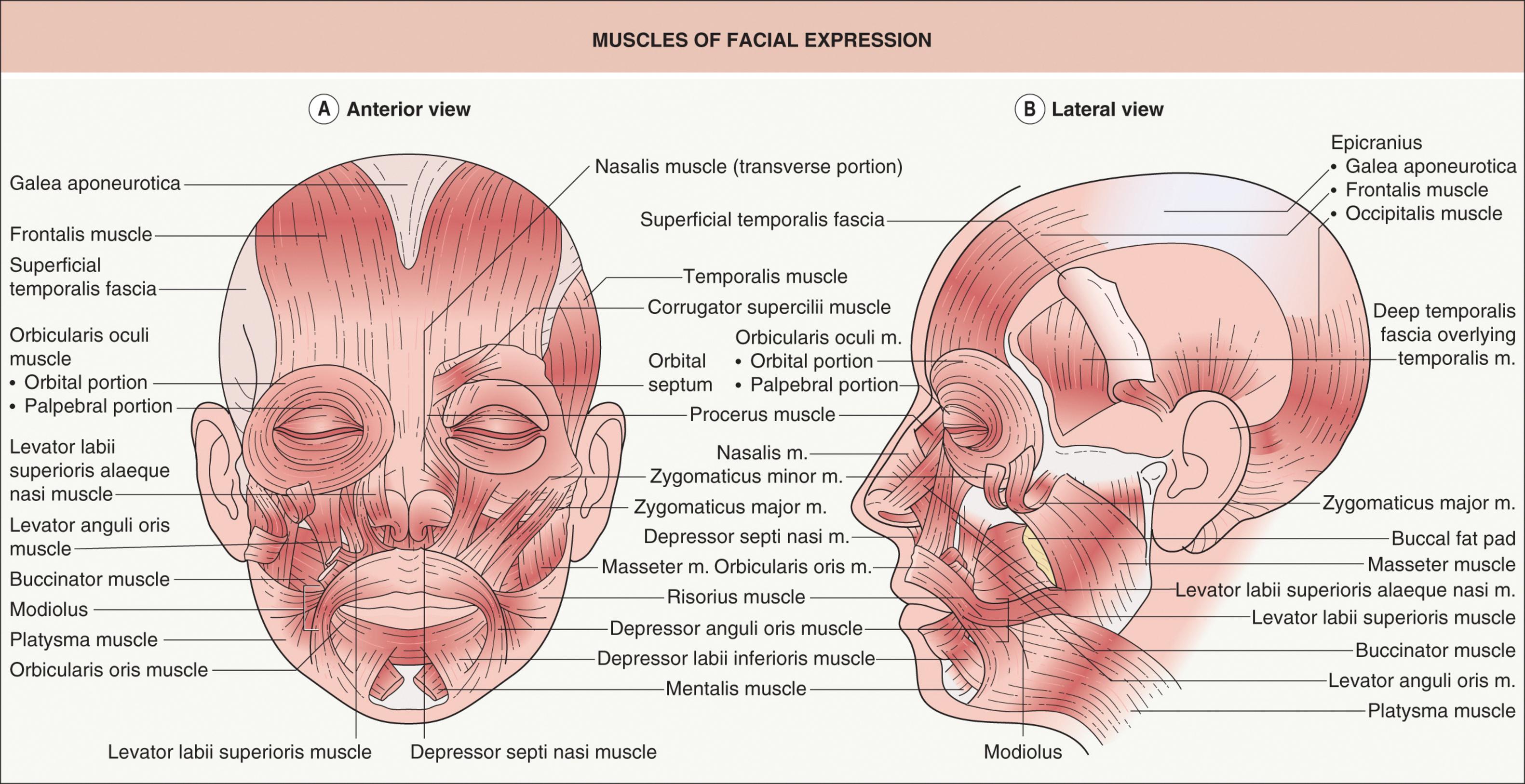 Fig. 26.1, Muscles of facial expression.