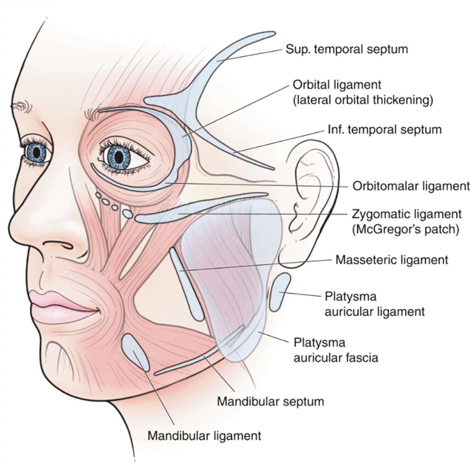 Fig. 24.7, Retaining ligaments of the face.