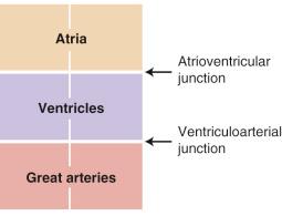 FIG 13-16, Basic cardiac segments and junctions.