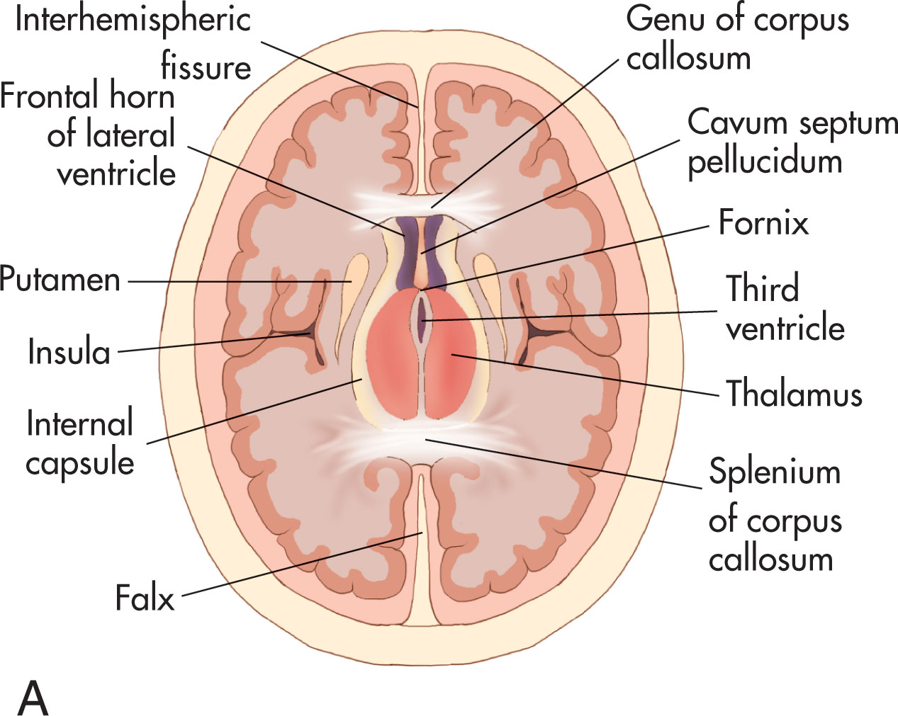 Fig. 51.8, (A) Transverse view of the fetal intracranial anatomy taken at the midsection of the fetal head. (B) Transverse view inferior to part A taken at the level of the cerebellum and vermis.