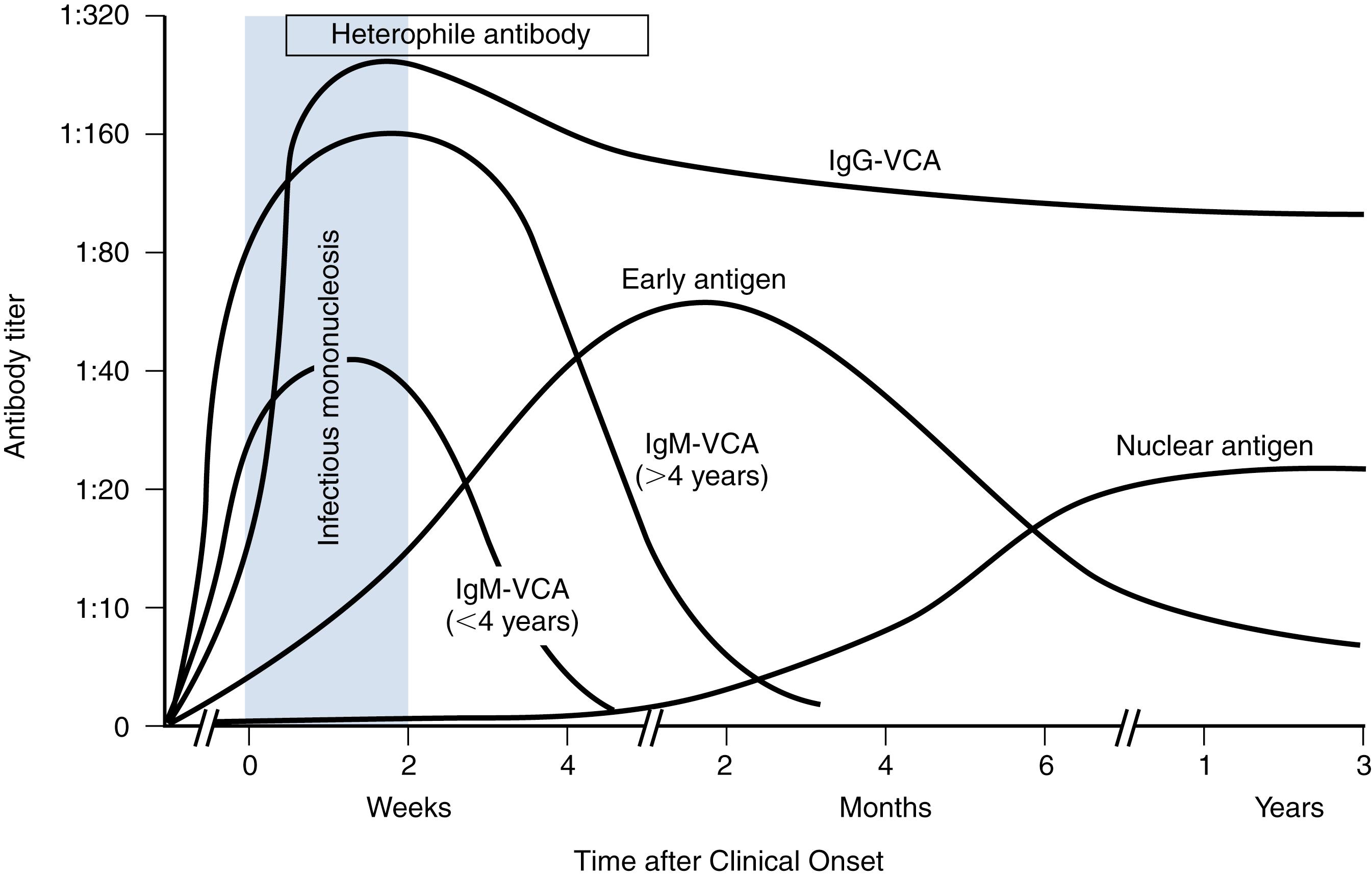 Fig. 2.4, Schematic representation of the evolution of antibodies to various Epstein-Barr virus antigens in patients with infectious mononucleosis. The titers are geometric mean values expressed as reciprocals of the serum dilution. The minimal titer tested for viral capsid antigen (VCA) and early antigen antibodies was 1:10; for Epstein-Barr nuclear antigen, it was 1:2.5. The immunoglobulin M (IgM) response to capsid antigen was divided because of the significant differences noted according to age. IgG, immunoglobulin G.