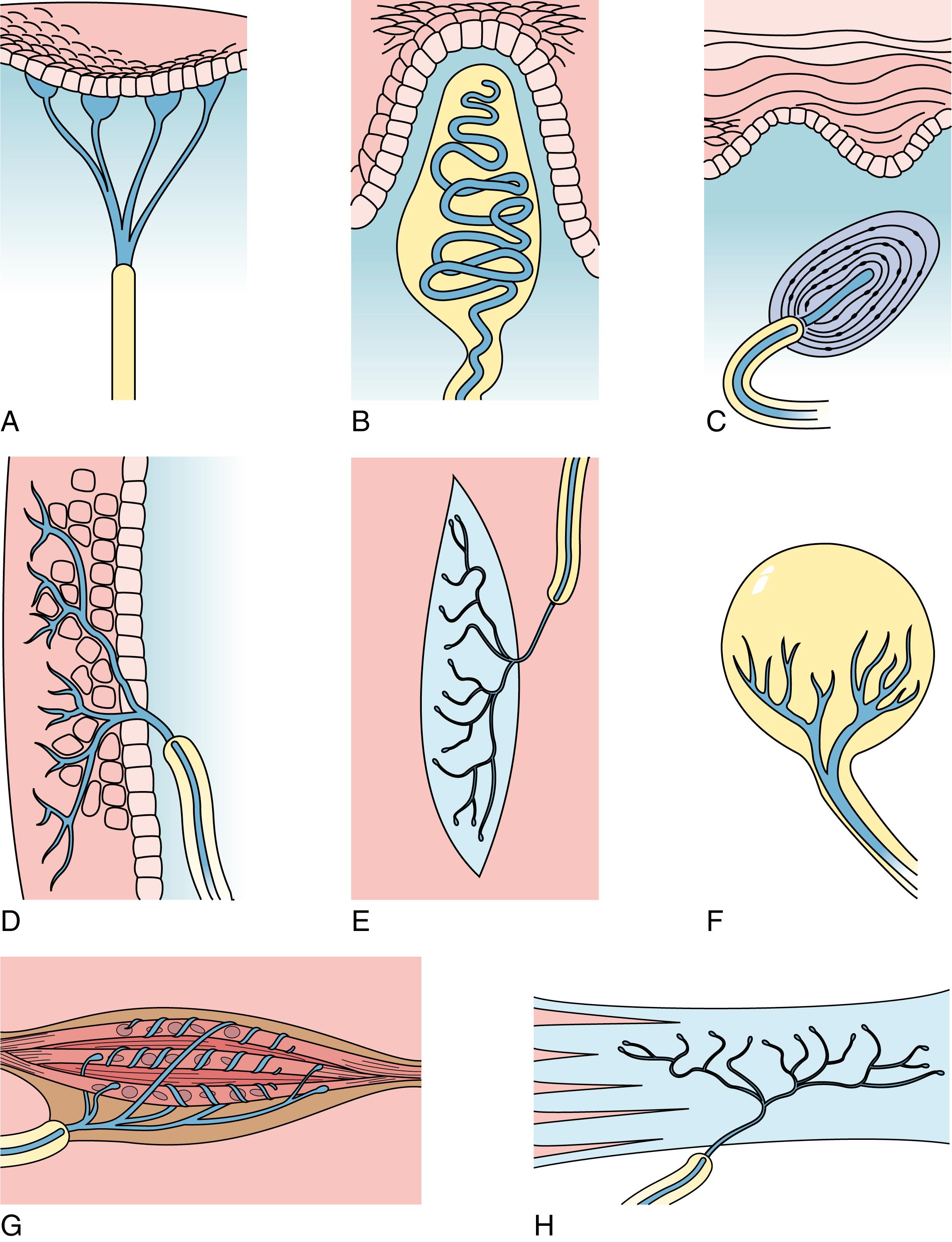 Fig. 22.1, Diagram of various sensory receptors. (A) Merkel disk. (B) Meissner corpuscle. (C) Pacinian corpuscle. (D) Peritricial (naked) nerve endings. (E) Ruffini corpuscle. (F) Krause end bulb. (G) Muscle spindle. (H) Golgi tendon organ.