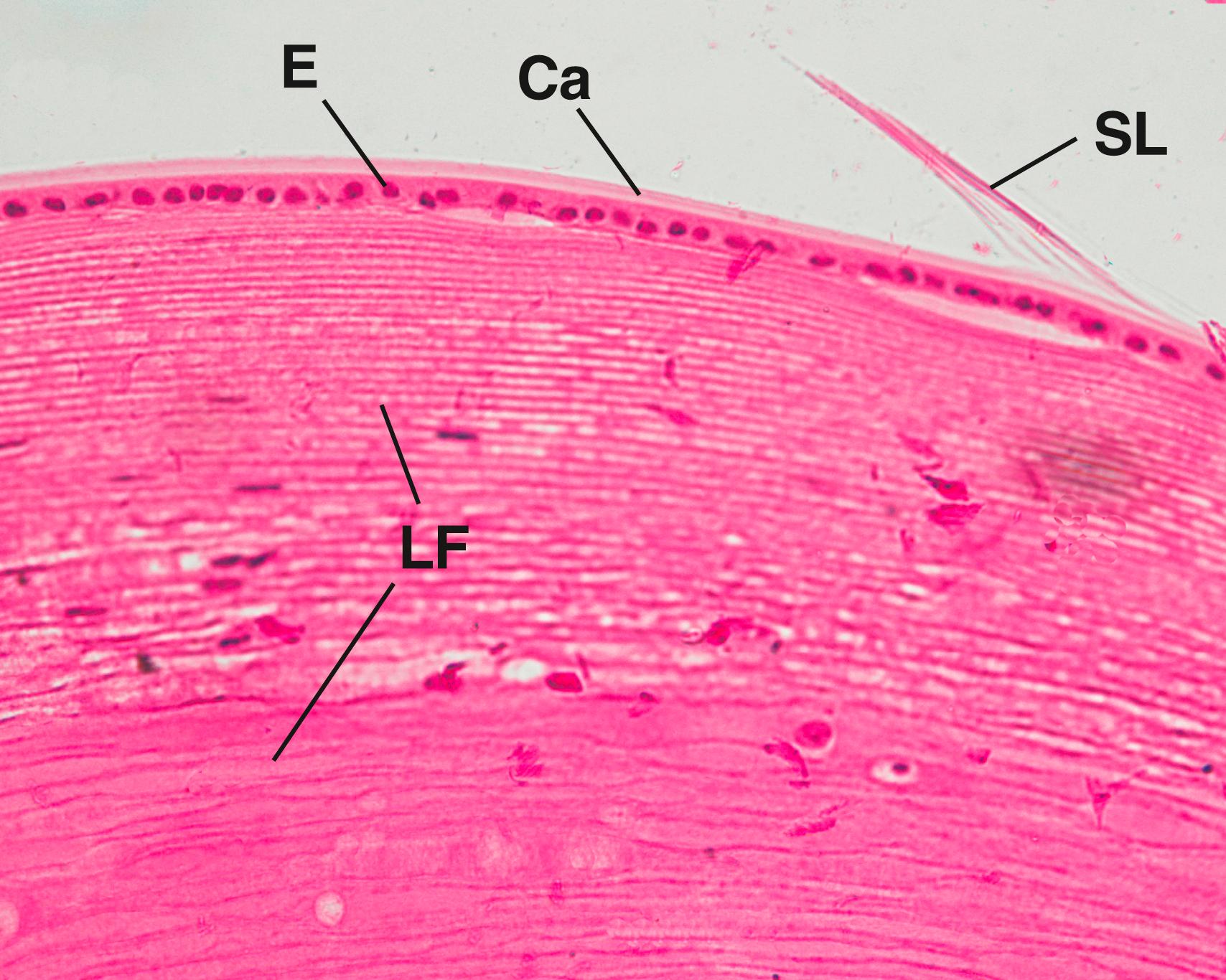 Fig. 22.11, This medium-magnification photomicrograph of the lens displays the zonular fibers that form the suspensory ligaments of the lens (SL) as they insert into the capsule (Ca) of the lens. Deep to the capsule is the simple cuboidal subcapsular epithelium (E) that covers the bulk of the lens, composed of elongated cells known as lens fibers (LF). (×270)