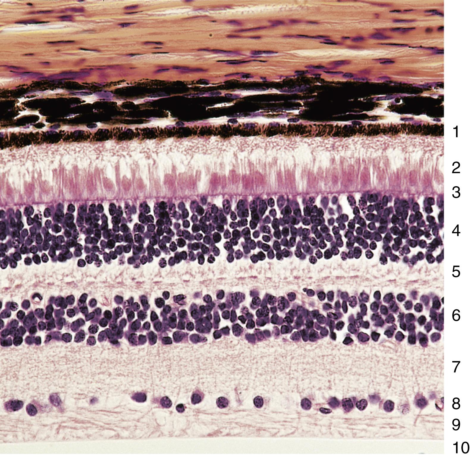 Fig. 22.15, Light micrograph of the retina with its described 10 layers (×270). (1) Pigment epithelium, (2) lamina of rods and cones, (3) external limiting membrane, (4) outer nuclear layer, (5) outer plexiform layer, (6) inner nuclear layer, (7) inner plexiform layer, (8) ganglion cell layer, (9) optic nerve fiber layer, and (10) inner limiting membrane.