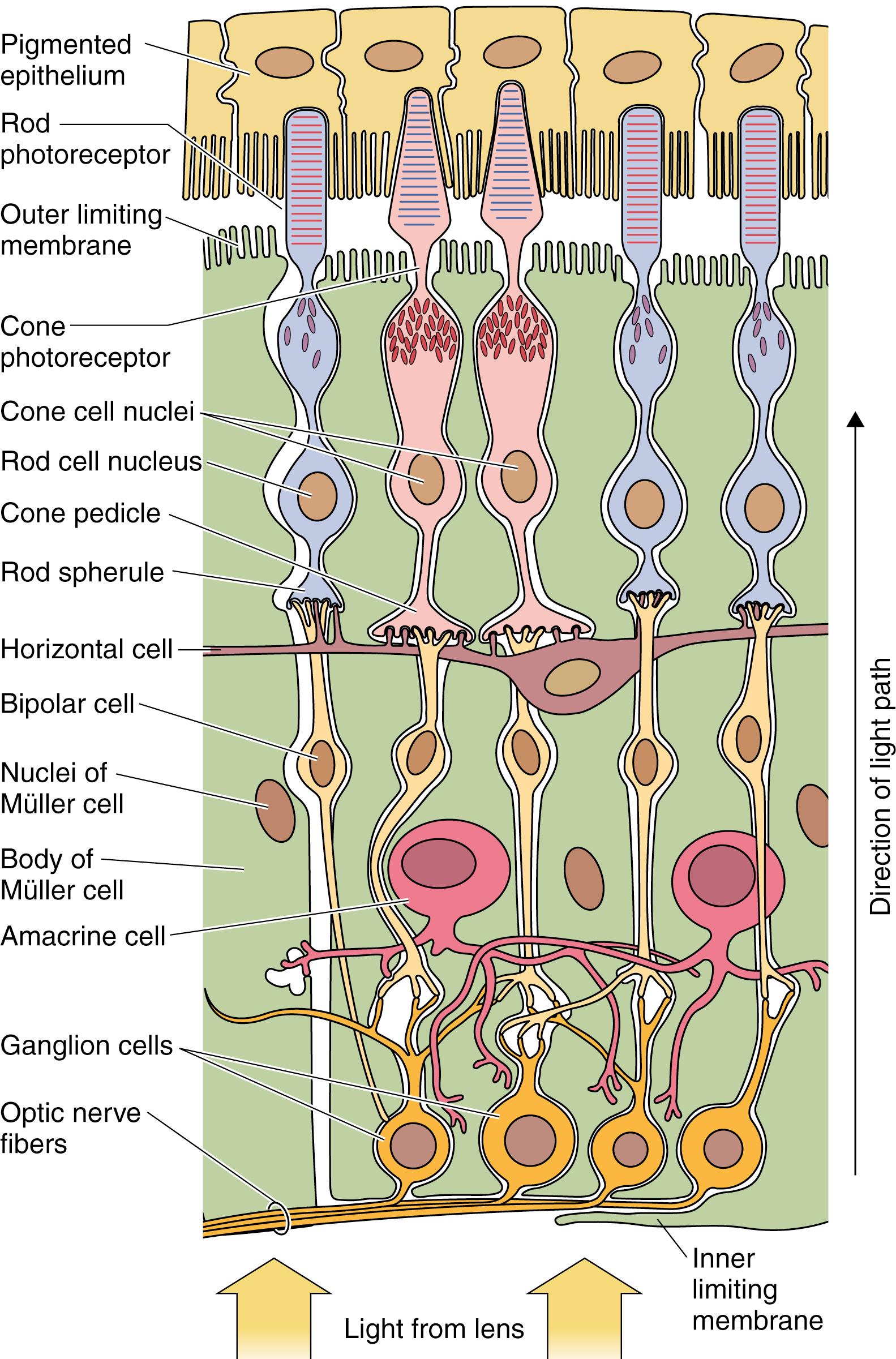 Fig. 22.16, Diagram of the various layers of the retina. The space observed between the pigmented layer and remainder of the retina is an artifact of development and does not exist in the adult, except during detachment of the retina.