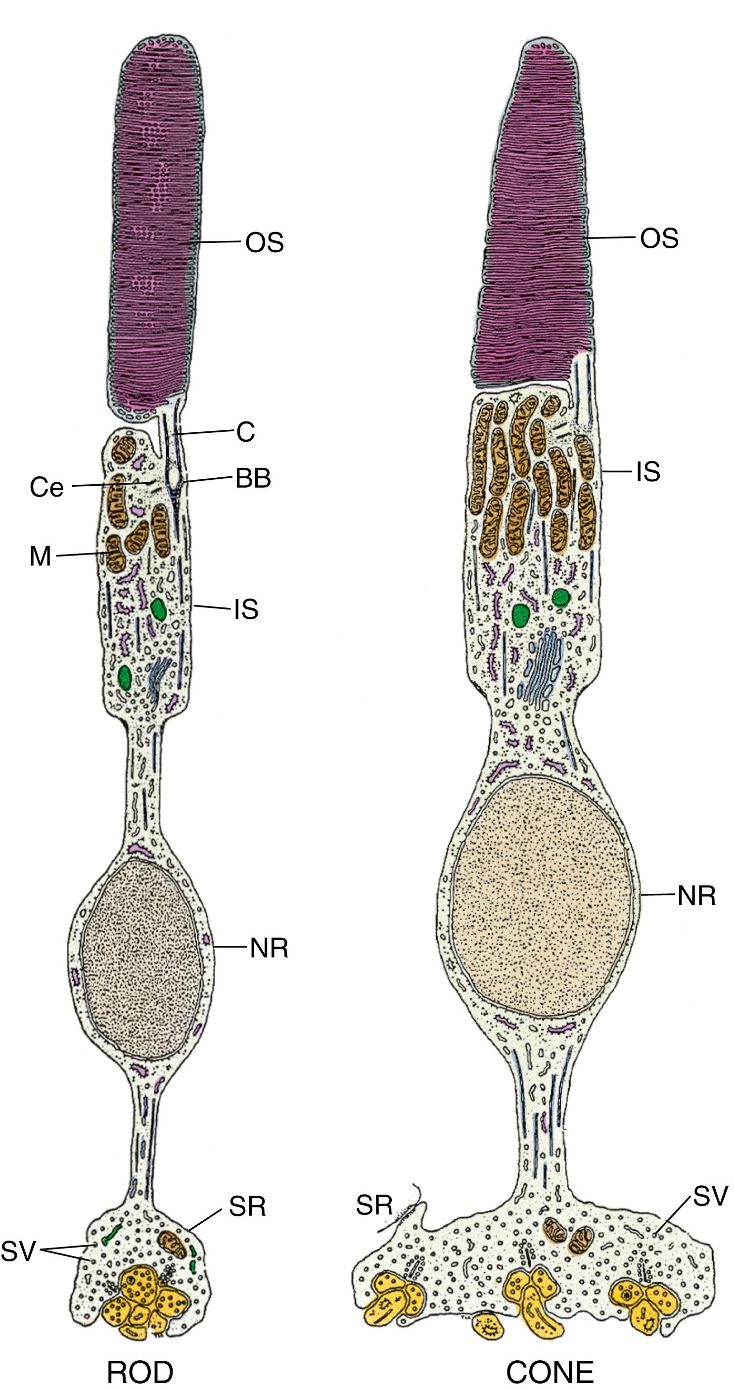 Fig. 22.17, Diagram of the morphology of a rod (A) and cone (B). OS, Outer segment; BB, basal body; C, connecting stalk; Ce, centriole; IS, inner segment; M, mitochondria; NR, nuclear region; SR, synaptic region; SV, synaptic vesicles. (From Lentz TL. Cell Fine Structure: An Atlas of Drawings of Whole-Cell Structure . Philadelphia: WB Saunders; 1971.)