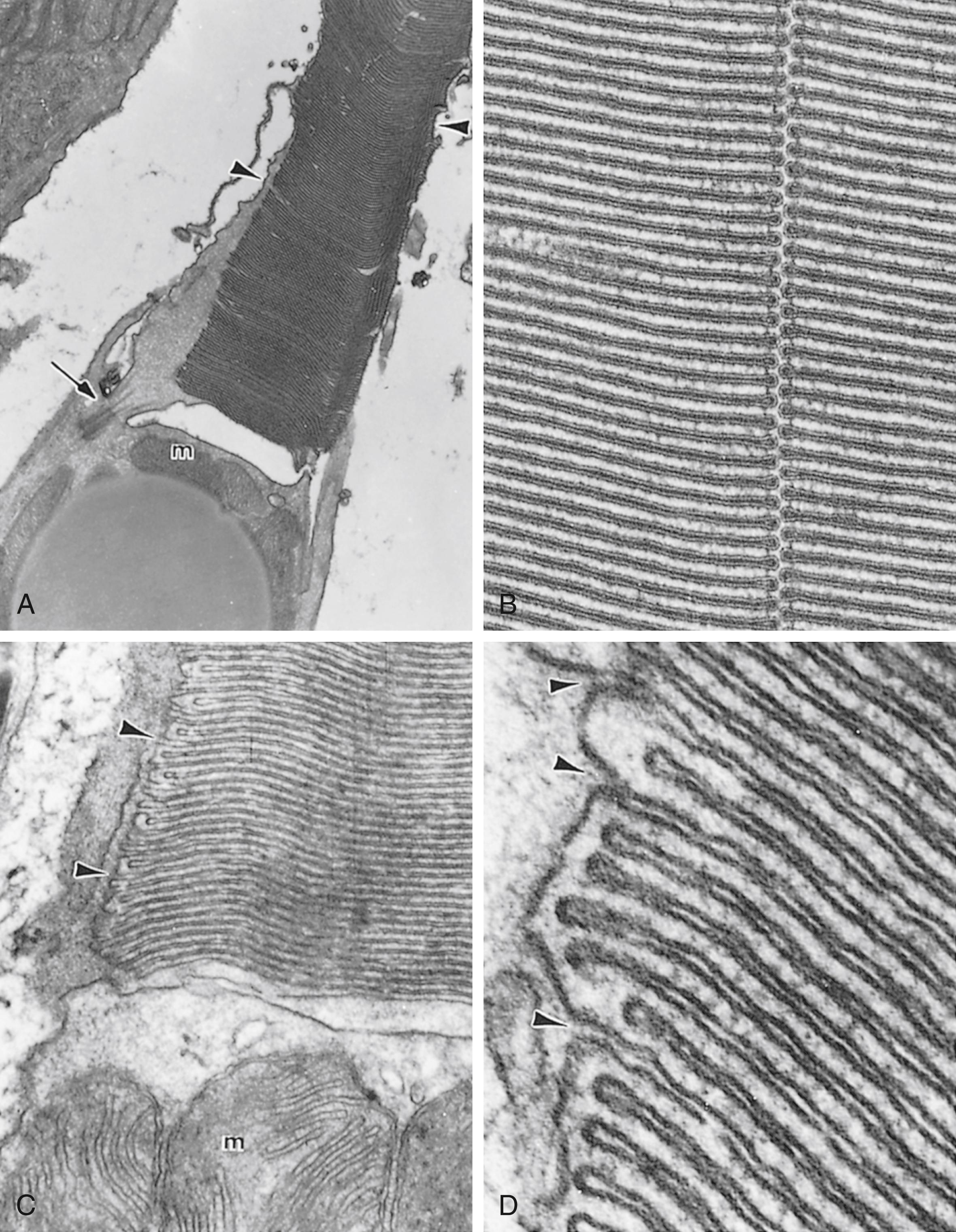 Fig. 22.18, Electron micrographs of rods from the eye of a frog and cones from the eye of a squirrel. (A) Disks in the outer segment and mitochondria (m) in the inner segment of the rod of a frog; arrow points to a cilium connecting the inner and outer segments (×16,200). (B) Higher magnification of the disks of the outer segment of the rod of a frog (×76,500). (C) Junction of the outer and inner segments of the cone of a squirrel (×28,800). (D) Higher magnification of the disks of the outer segment of a squirrel eye showing continuity of the lamellae with the plasmalemma (arrowheads) (×82,800).