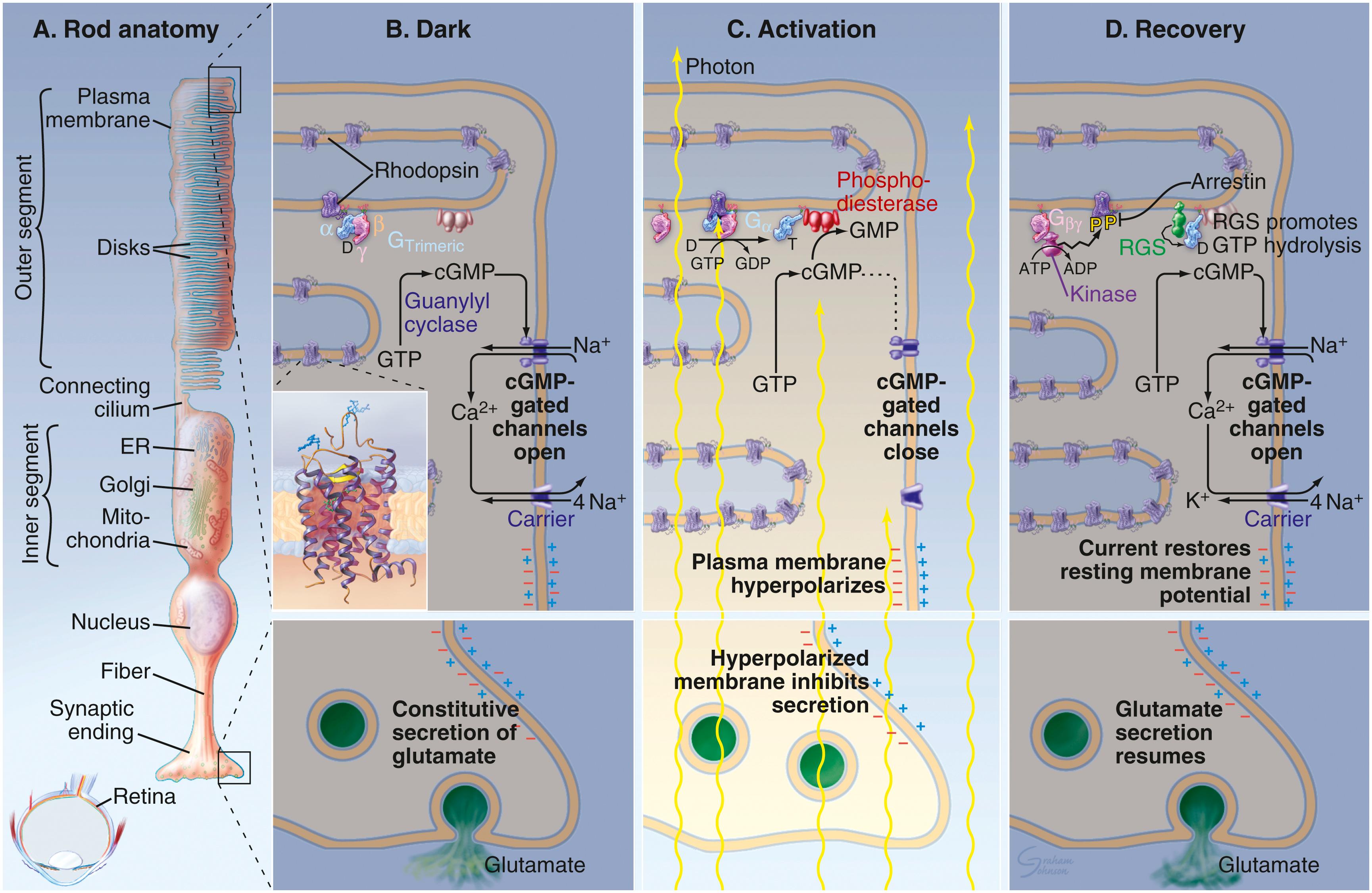 Fig. 22.19, Vertebrate visual transduction. (A) Drawing of a rod cell. Disks in the outer segment are rich in rhodopsin. ER, endoplasmic reticulum. (B–D) Drawings of small portions of an outer segment (upper panels) and the synaptic terminal of a rod cell (lower panels) in three physiological states. Active components are highlighted by bright colors. (B) Resting cell in the dark. Constitutive production of cyclic guanosine monophosphate (cGMP) keeps a subset of the plasma membrane cGMP-gated channels open most of the time, allowing an influx of Na+ and Ca2+. At this membrane potential, the synaptic terminal constitutively secretes the neurotransmitter glutamate. Ca2+ leaves the outer segment via a sodium/calcium exchange carrier in the outer segment; Na+ leaves the cell via a sodium pump in the plasma membrane of the inner segment. (C) Absorption of a photon activates one rhodopsin, allowing it to catalyze the exchange of GTP for GDP bound on many molecules of transducin (GT). This dissociates GTα from Gβγ. Each GTα-GTP binds and activates one molecule of phosphodiesterase (attached to the disk membrane by N-terminal isoprenyl groups), which rapidly converts cGMP to guanosine monophosphate (GMP). As the concentration of free cGMP declines, the cGMP-gated channels close, leading to hyperpolarization of the plasma membrane and inhibition of glutamate secretion at the synaptic body. (D) Recovery is initiated when rhodopsin kinase phosphorylates activated rhodopsin. Binding of arrestin to phosphorylated rhodopsin prevents further activation of GT. Phosphodiesterase and an RGS protein cooperate to stimulate hydrolysis of GTP bound to GT, returning GT to the inactive GTα-GDP state. Synthesis of cGMP by guanylyl cyclase returns the cytoplasmic concentration of cGMP to resting levels and opens the cGMP-gated channels. Constitutive secretion of glutamate resumes. ADP, adenosine diphosphate; ATP, adenosine triphosphate.