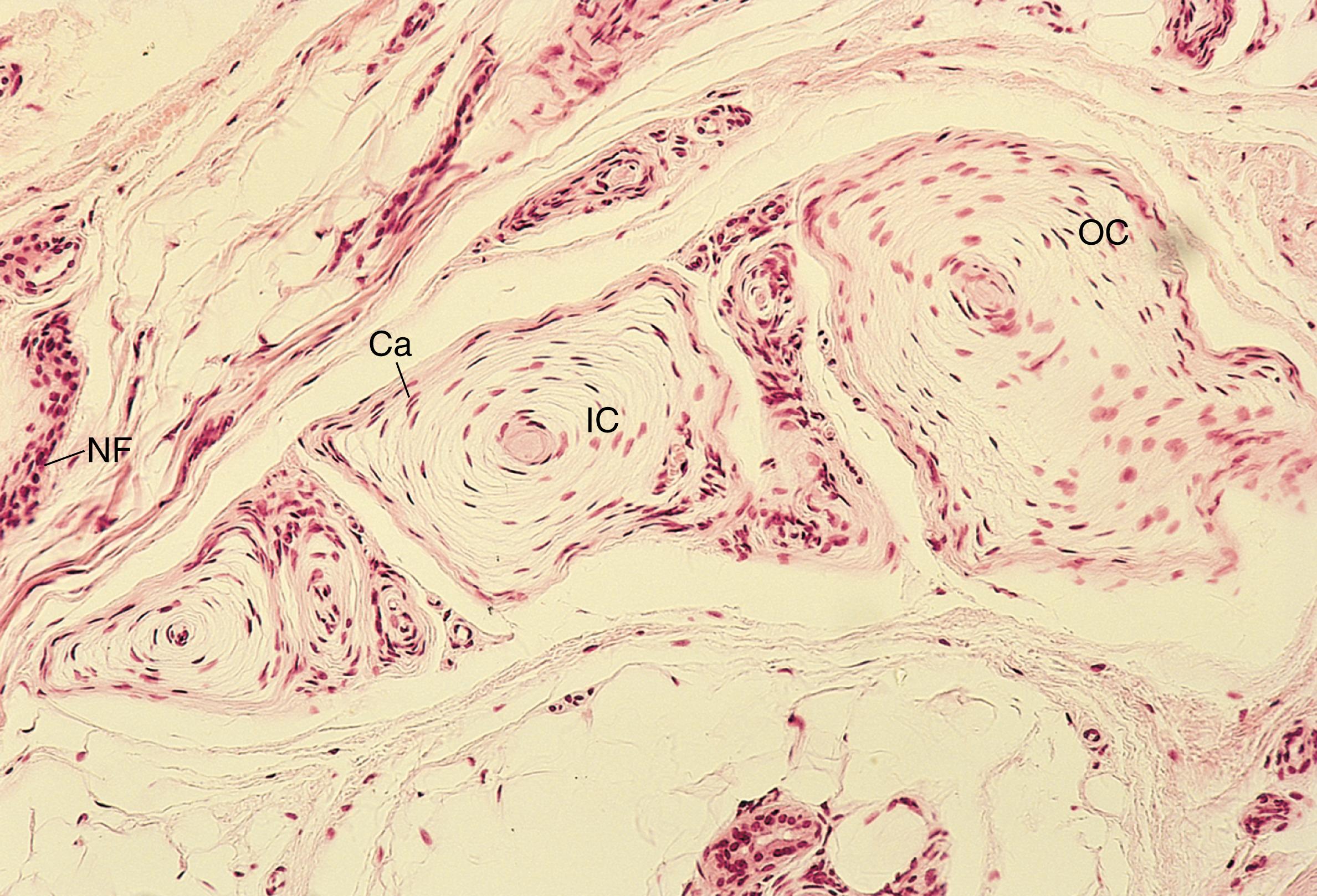 Fig. 22.2, Pacinian corpuscles. Inner core (IC), outer core (OC), nerve fiber (NF), capsule (Ca) (×132).