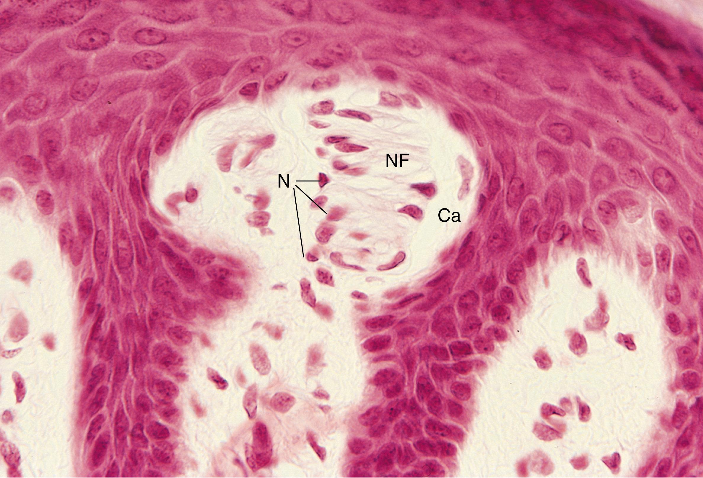 Fig. 22.4, Meissner corpuscle. Nuclei (N), capsule (Ca), nerve fibers (NF). (×540)