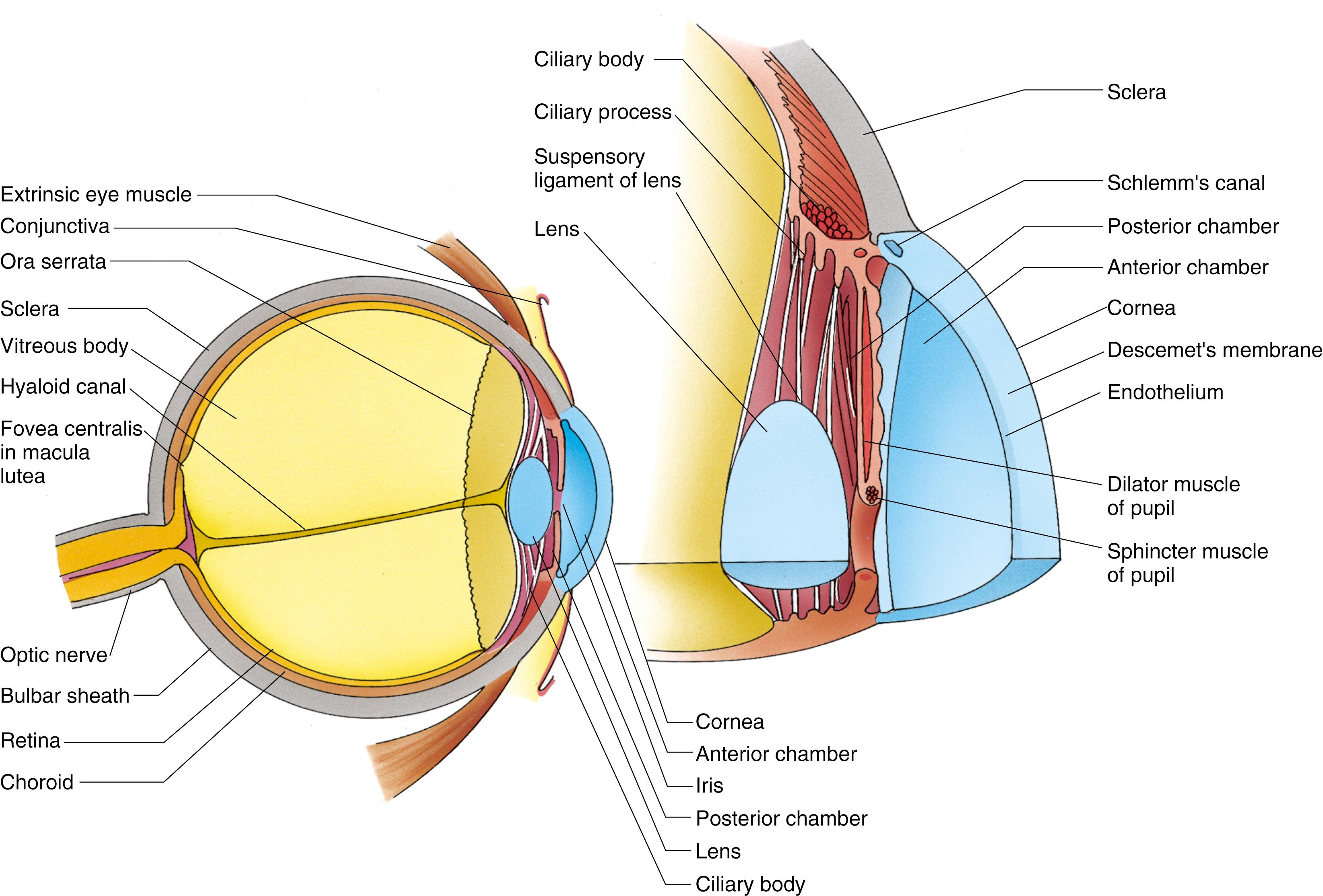 Fig. 22.5, Diagram of the anatomy of the eye (orb).