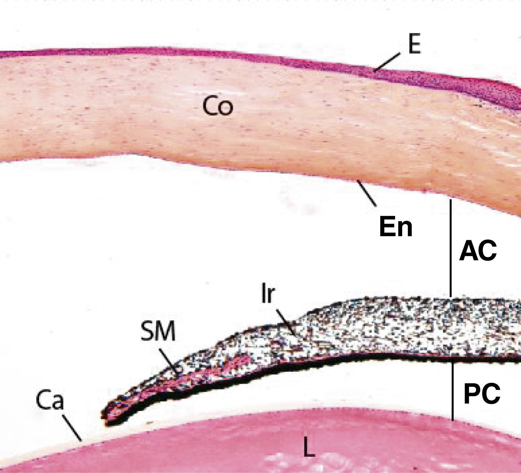 Fig. 22.7, This very-low-magnification photomicrograph of the anterior region of the eyeball presents the cornea (Co) with its corneal epithelium (E) and corneal endothelium (En), which abuts the anterior chamber (AC). Observe the iris (Ir) with its smooth muscle fibers, and the posterior chamber (PC) between the iris and the thin capsule (Ca) of the lens (L). (×56)