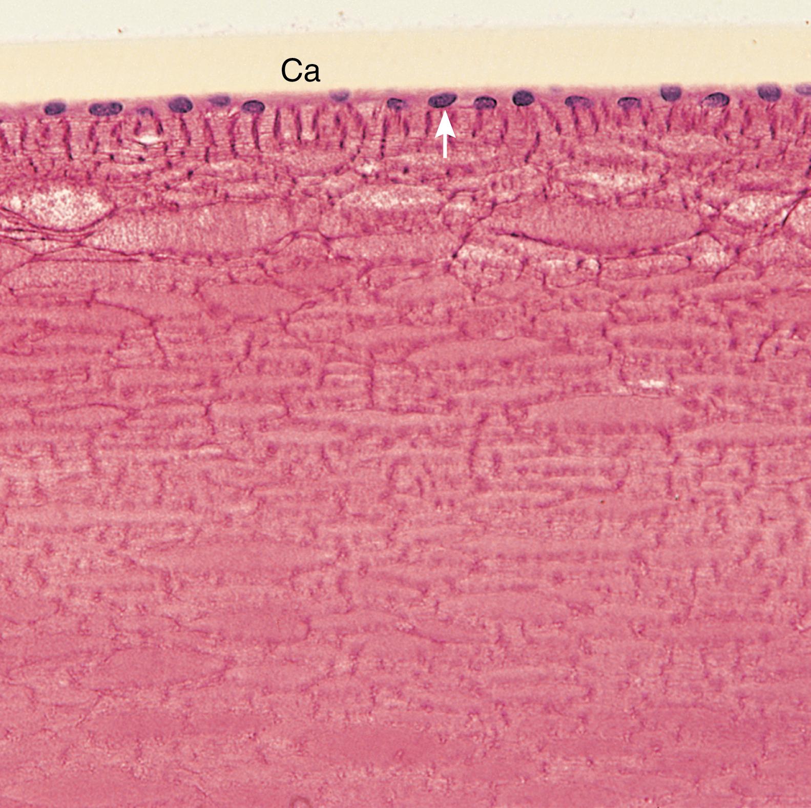 Fig. 22.10, Light micrograph of the lens (×132). Note the simple cuboidal epithelium (arrow) on the anterior surface and the capsule (Ca) covering the epithelium.