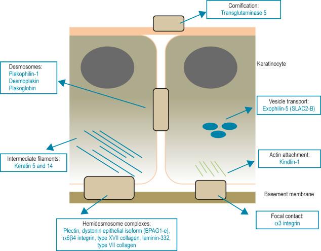 Fig. 2.16, Basement membrane region: protein components at the dermal-epidermal junction and the subtypes of EB that result from mutations in the genes encoding these proteins.