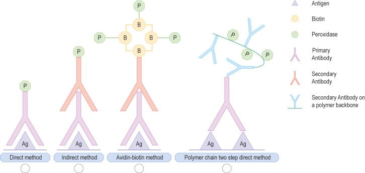 Fig. 2.9, Immunohistochemical techniques ( A ) direct, ( B ) indirect, ( C ) streptavidin biotin, ( D ) polymer chain.