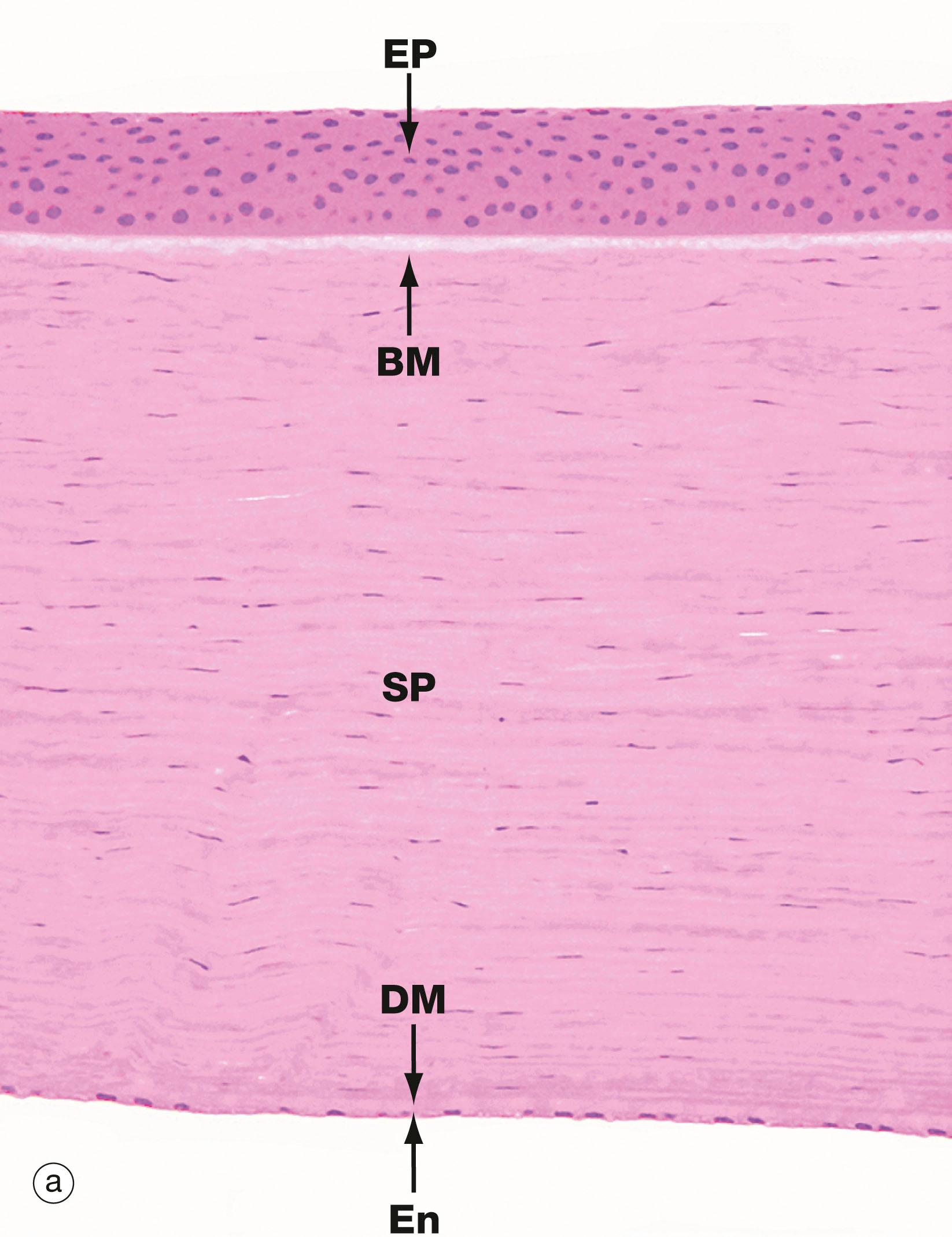 Fig. 21.15, Cornea