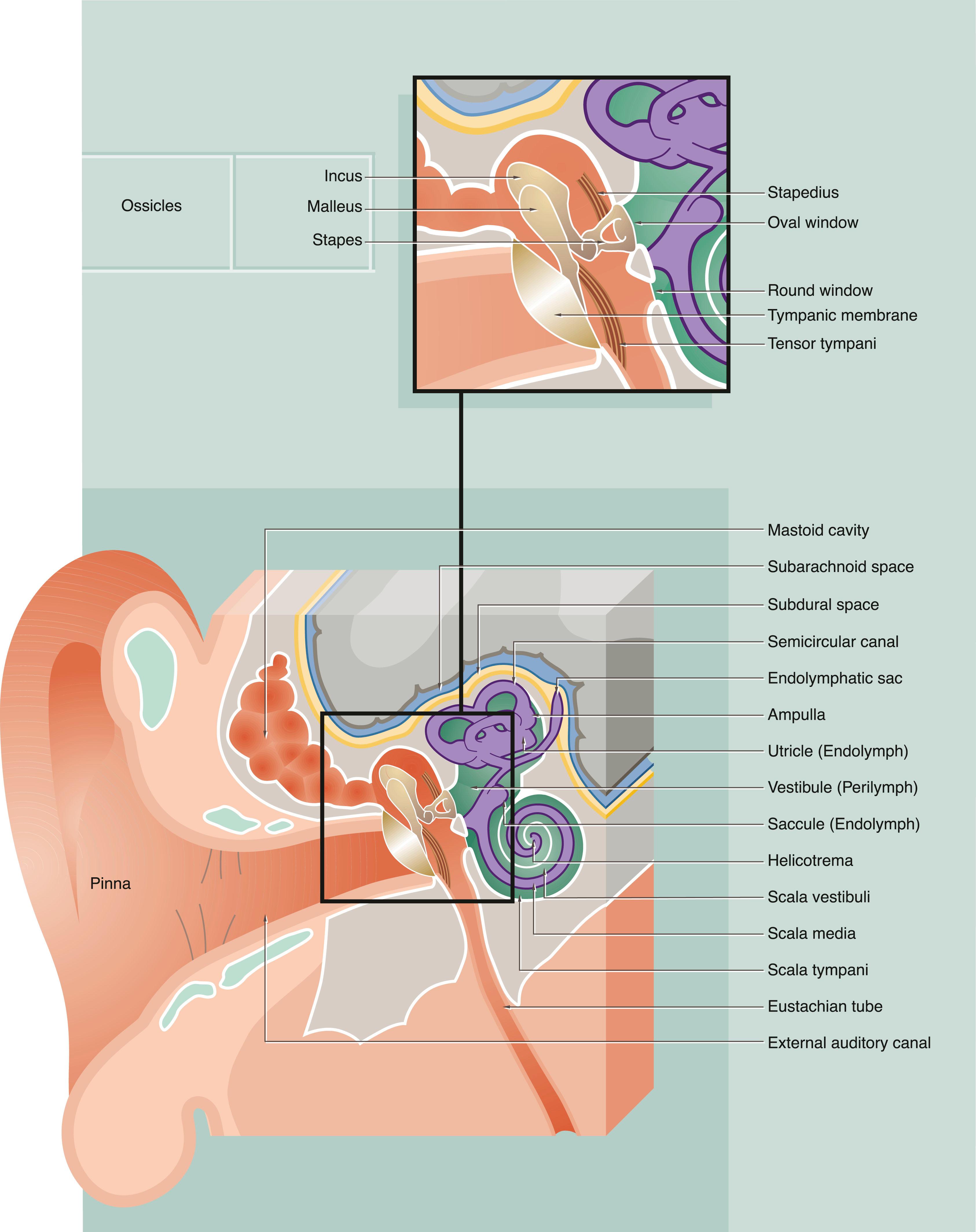 Fig. 21.19, The ear