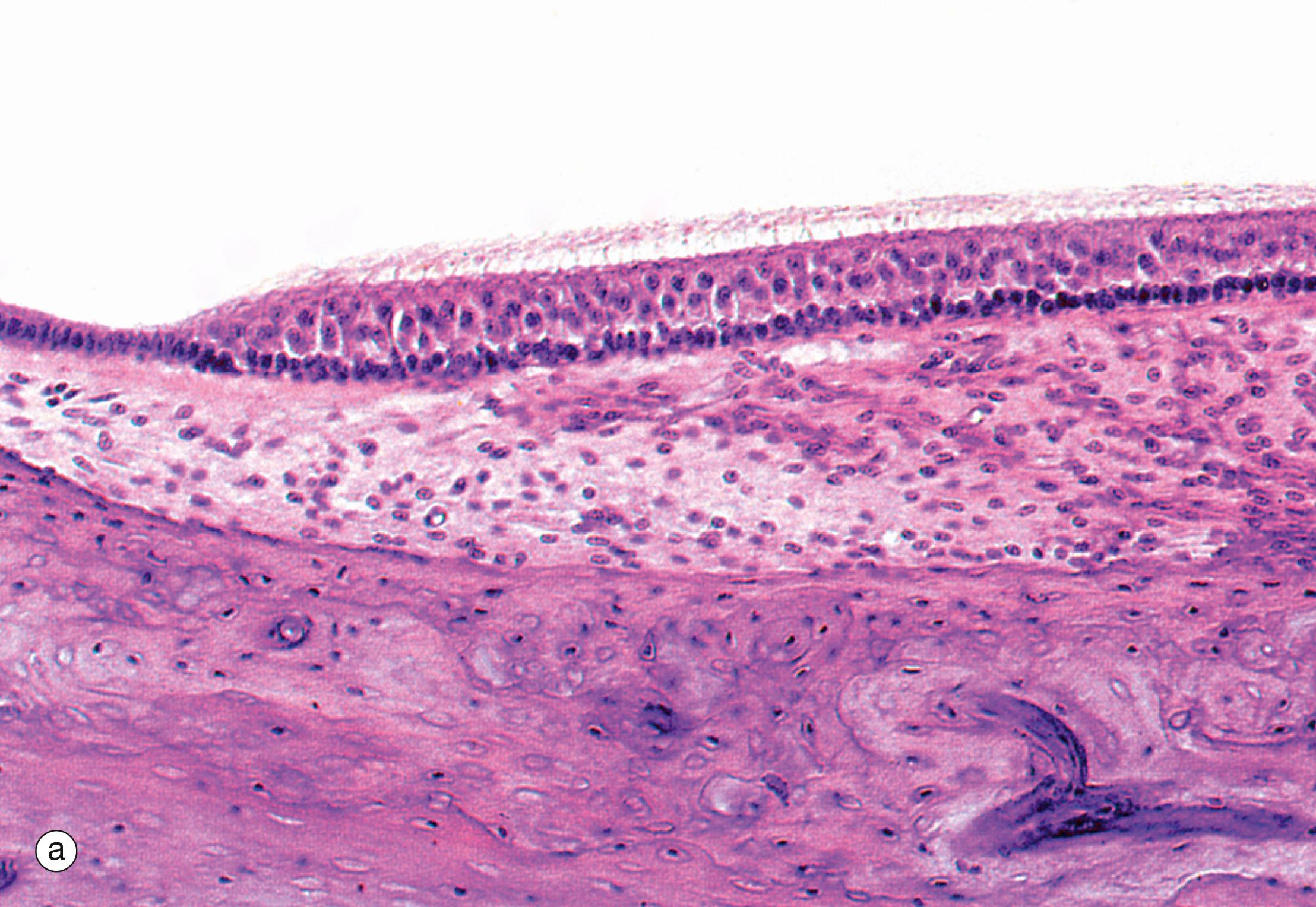 Fig. 21.27, Receptor organs of the saccule and utricle