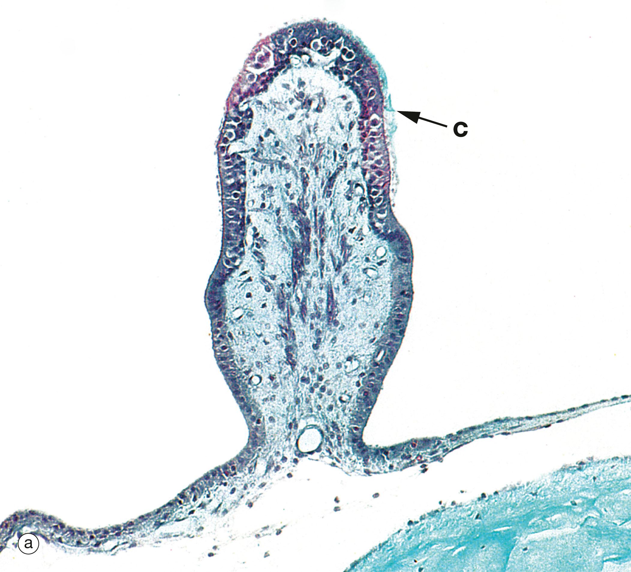 Fig. 21.28, Receptor organs of the semicircular canals