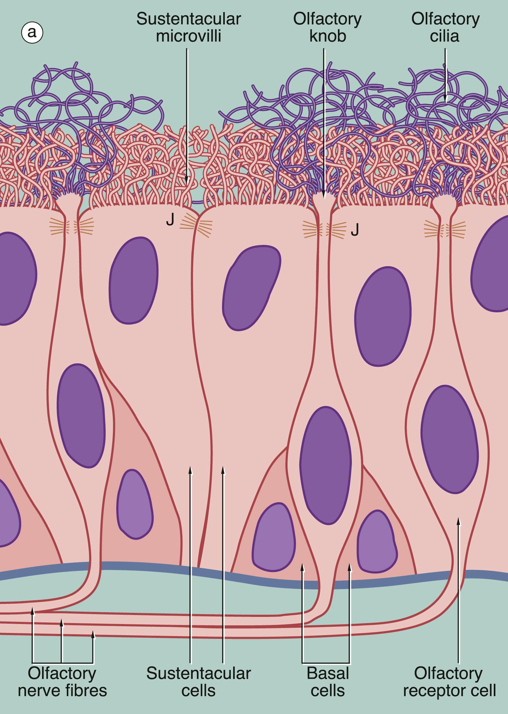 Fig. 21.2, Olfactory receptors