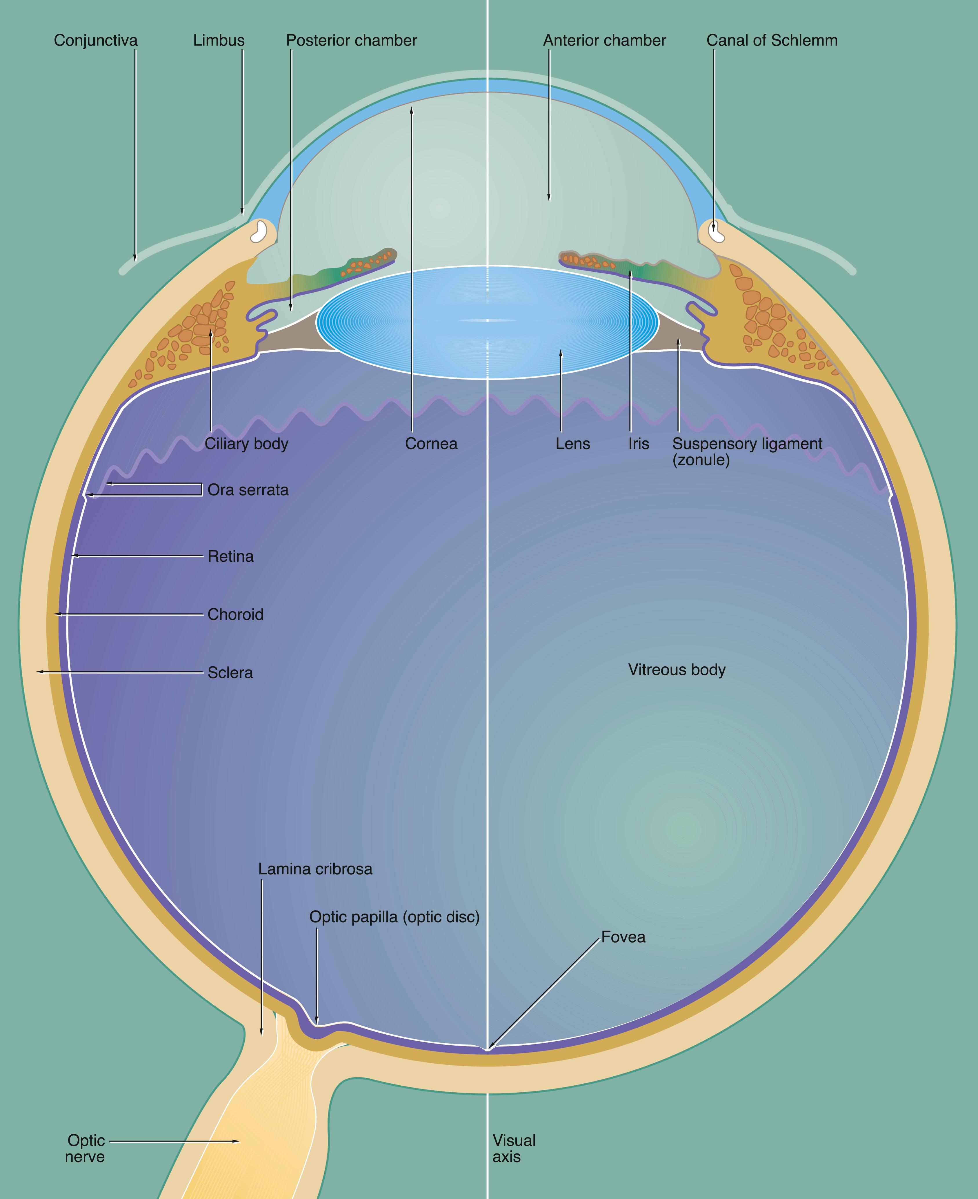 Fig. 21.3, The eye