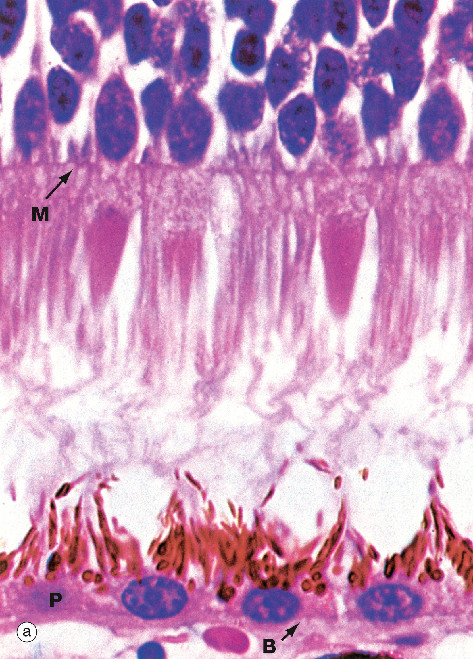 Fig. 21.7, Retinal photoreceptors