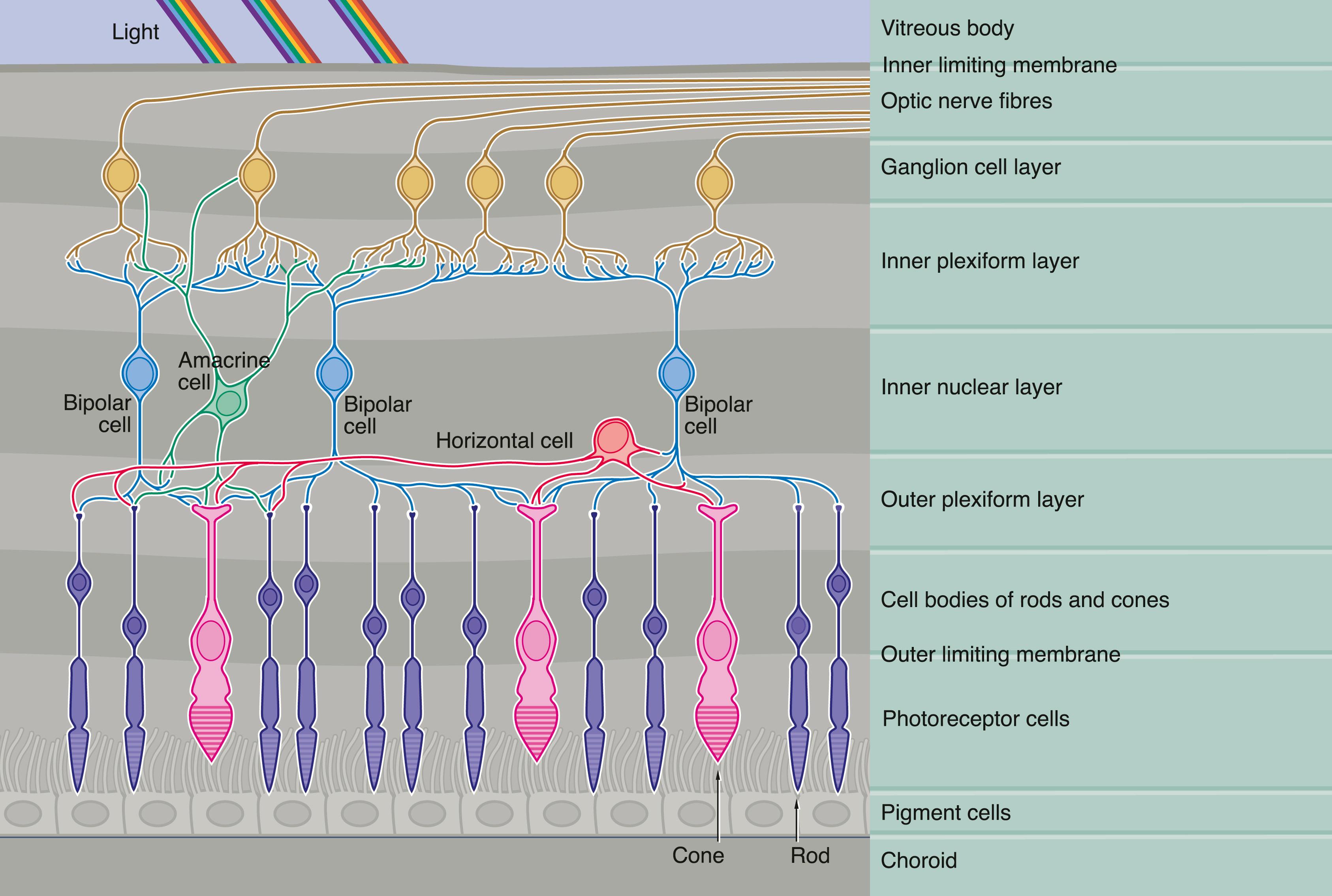 Fig. 21.8, Neuronal interconnections in the retina