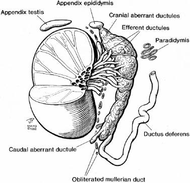 Fig. 14.1, Anatomy of the testis and paratesticular adnexa, including embryonic remnants.