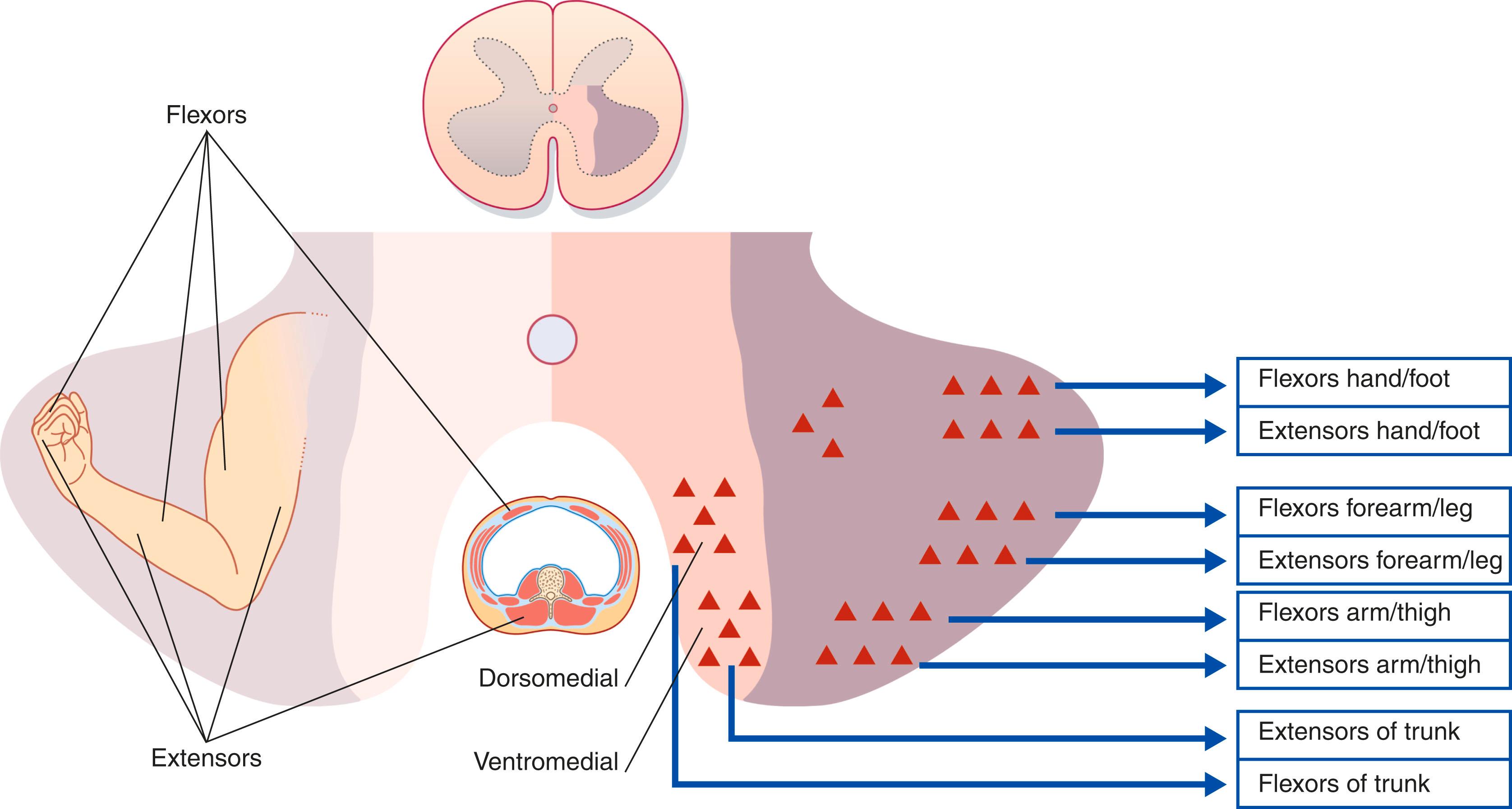 Fig. 16.1, Cell columns in the ventral grey horn of the spinal cord: somatotopic organisation.
