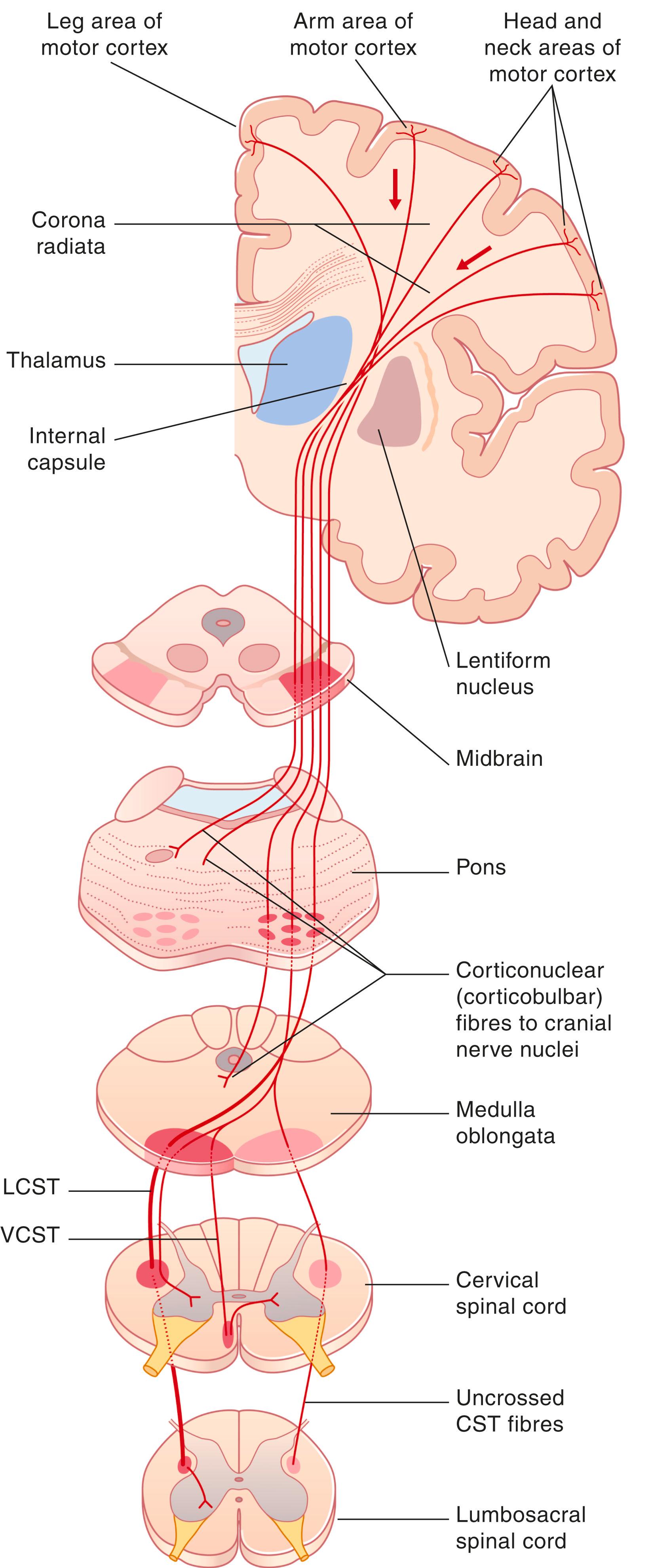 Fig. 16.4, The pyramidal tract.