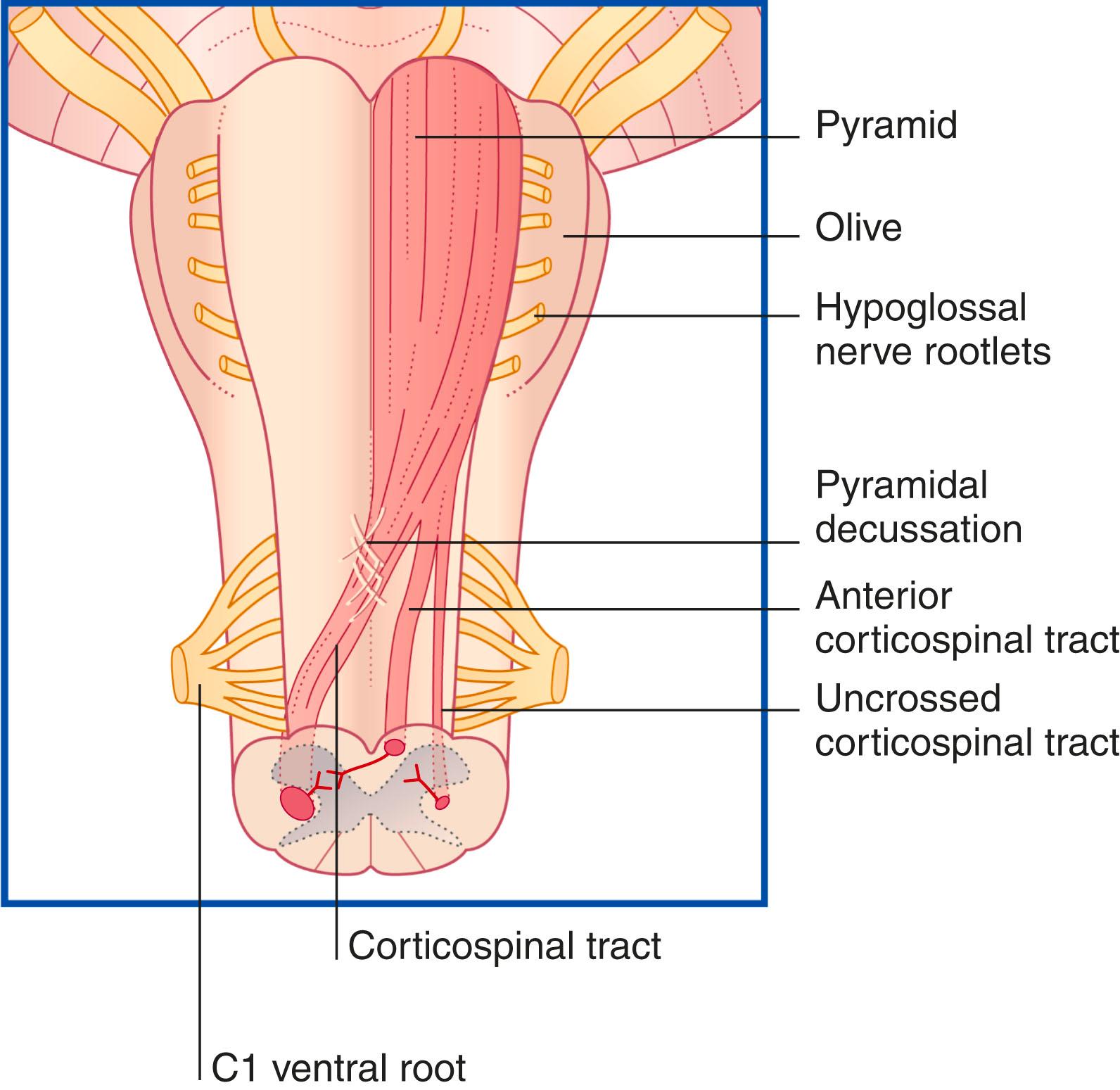 Fig. 16.5, Ventral view of medulla oblongata and upper spinal cord, showing the three spinal projections of the left pyramid.
