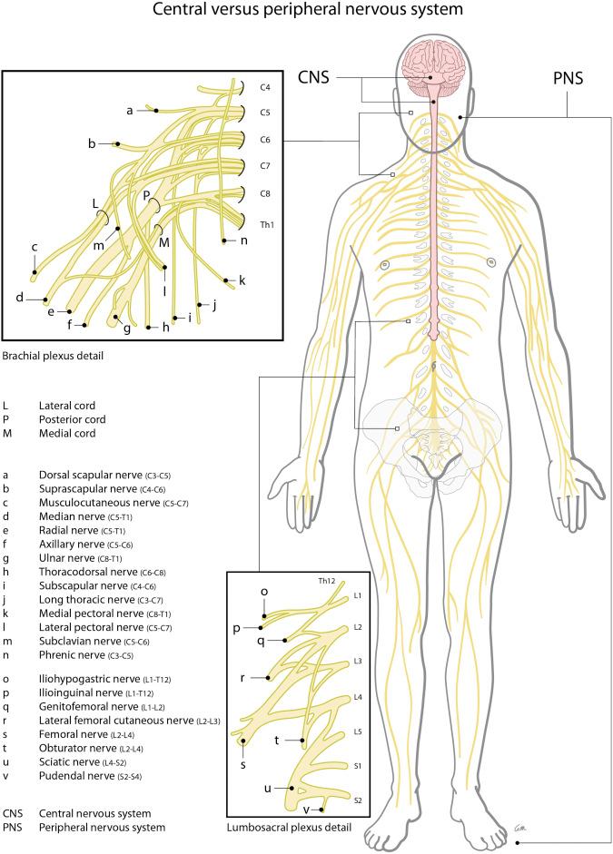 Figure 49.1, Neuro-anatomy.