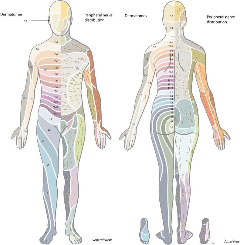 Figure 49.2, Distribution of chart dermatomes and peripheral nerves.