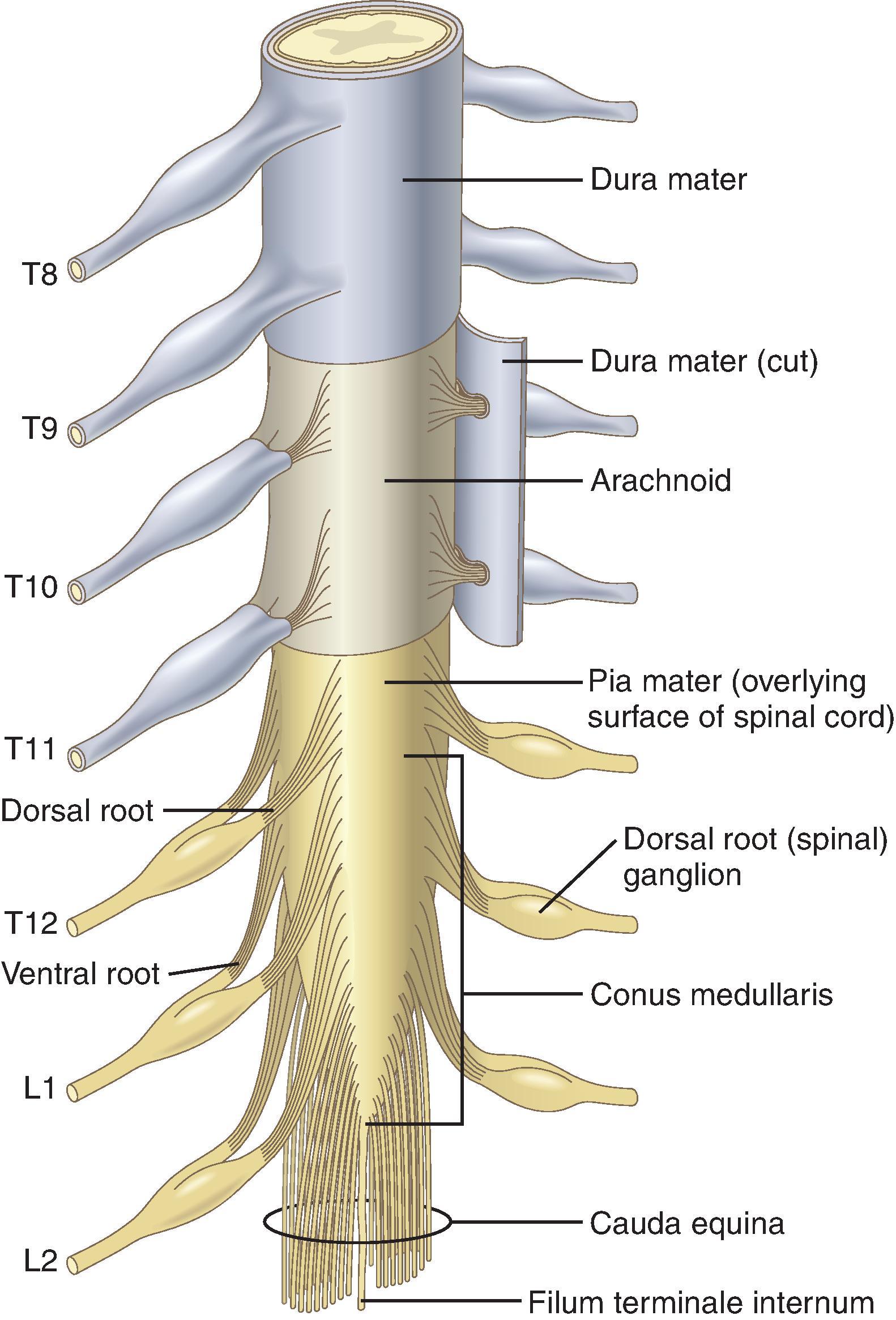 Fig. 17.1, Terminal spinal cord and cauda equina. (From Bridenbaugh PO, Greene NM, Brull SJ. Spinal [subarachnoid] blockade. In Cousins MJ, Bridenbaugh PO, eds. Neural Blockade in Clinical Anesthesia and Management of Pain. Philadelphia: Lippincott-Raven; 1998:203–242.)