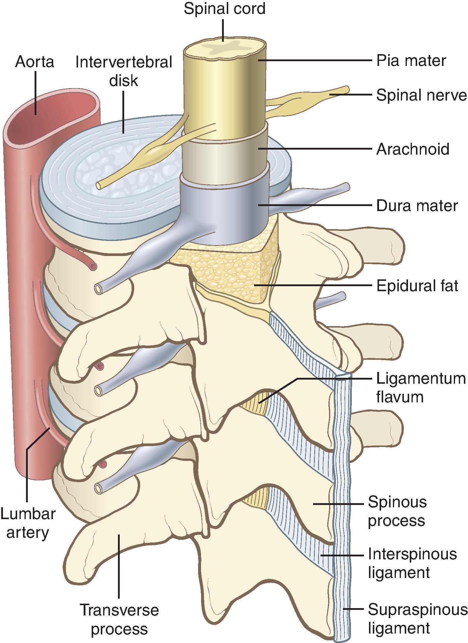 Fig. 17.2, The spine in an oblique view. (From Afton-Bird G. Atlas of regional anesthesia. In Miller RD, ed. Miller’s Anesthesia. Philadelphia: Elsevier; 2005.)