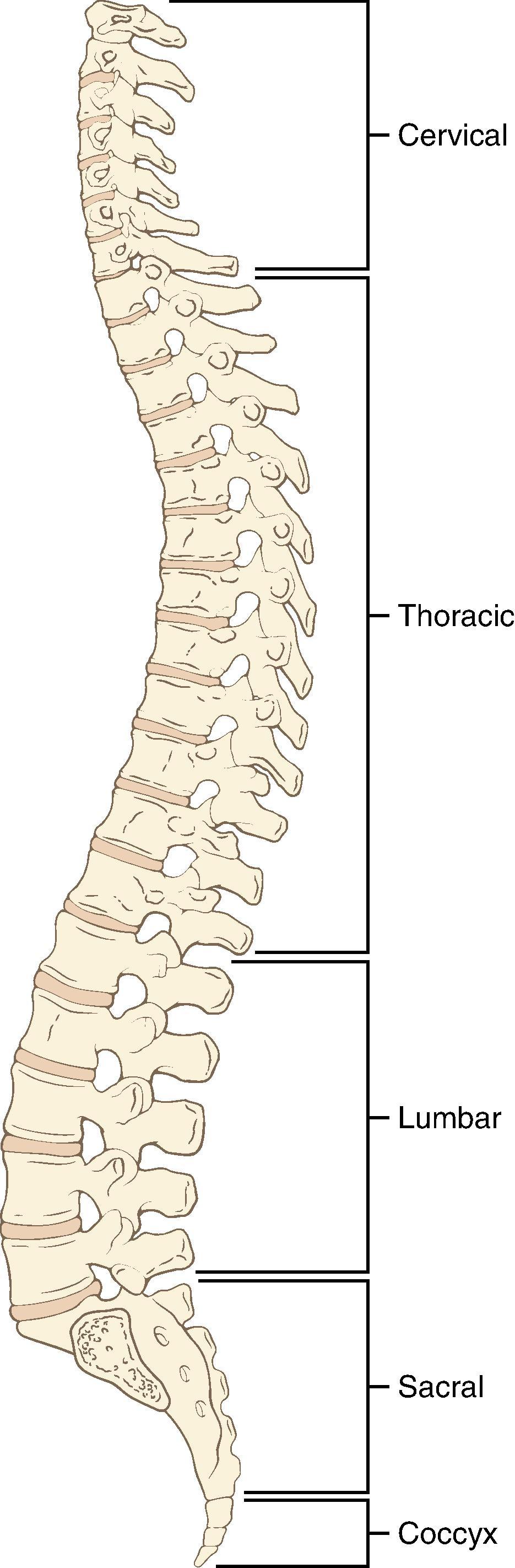 Fig. 17.3, The vertebral column from a lateral view exhibits four curvatures. (From Covino BG, Scott DB, Lambert DH. Handbook of Spinal Anaesthesia and Analgesia. Philadelphia: WB Saunders; 1994:12–24.)