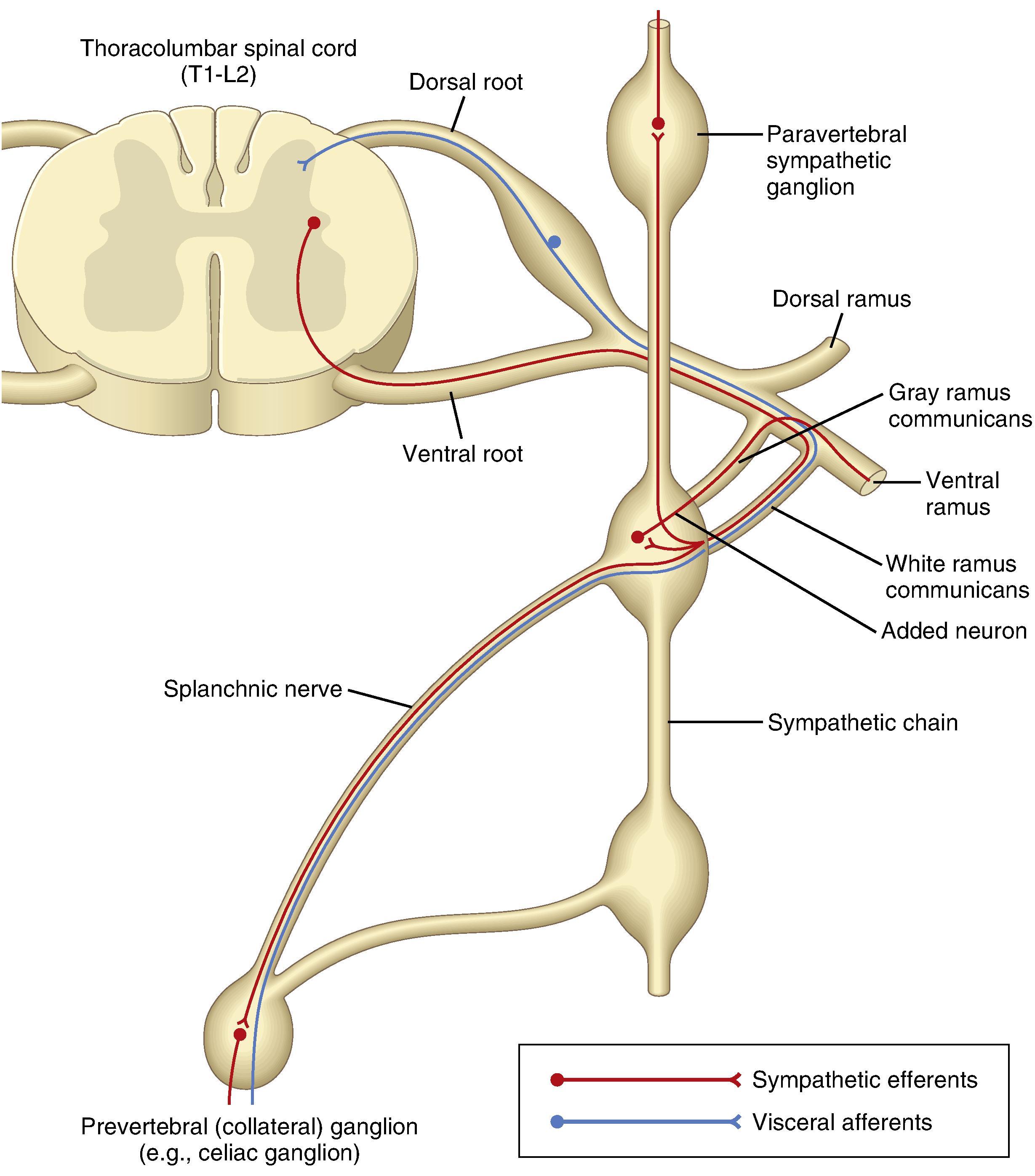 Fig. 17.7, Cell bodies in the thoracolumbar portion of the spinal cord (T1–L2) give rise to the peripheral sympathetic nervous system. Preganglionic efferent fibers travel in the ventral root and then via the white ramus communicans to paravertebral sympathetic ganglia or more distant sites such as the celiac ganglion. Afferent fibers travel via the white ramus communicans to join somatic nerves, which pass through the dorsal root to the spinal cord.