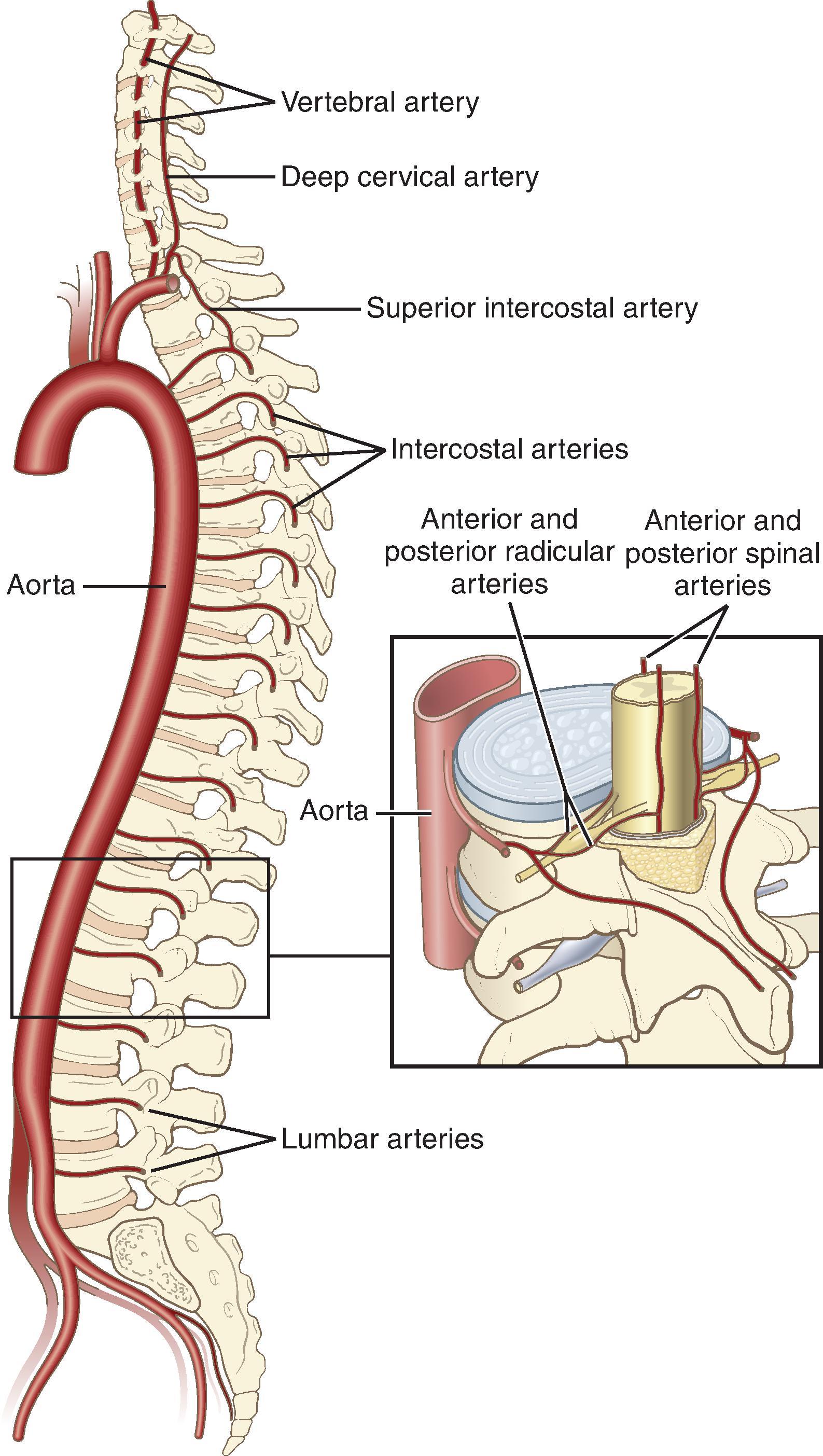 Fig. 17.8, Arterial blood supply to the spinal cord. (Modified from Covino BG, Scott DB, Lambert DH. Handbook of Spinal Anaesthesia and Analgesia. Philadelphia: WB Saunders; 1994:24.)