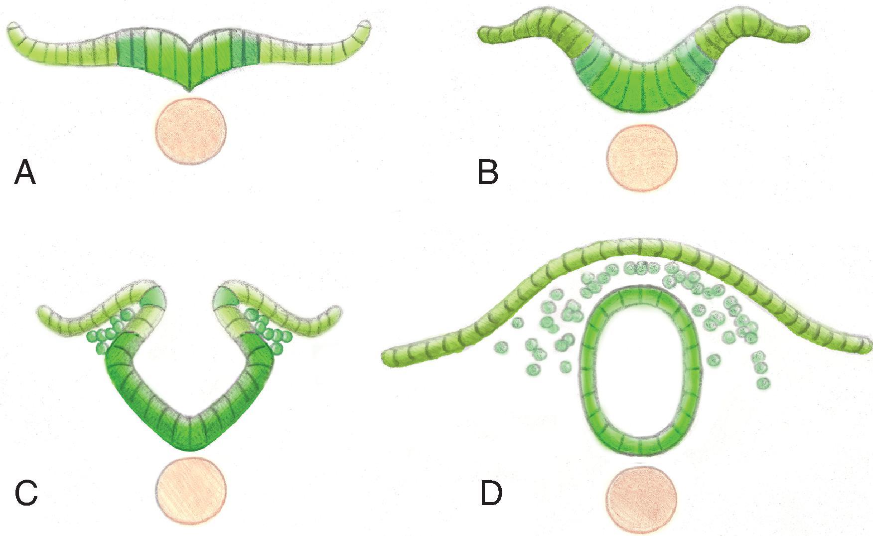 Fig. 16.1, Primary Neurulation (Weeks 3–4).