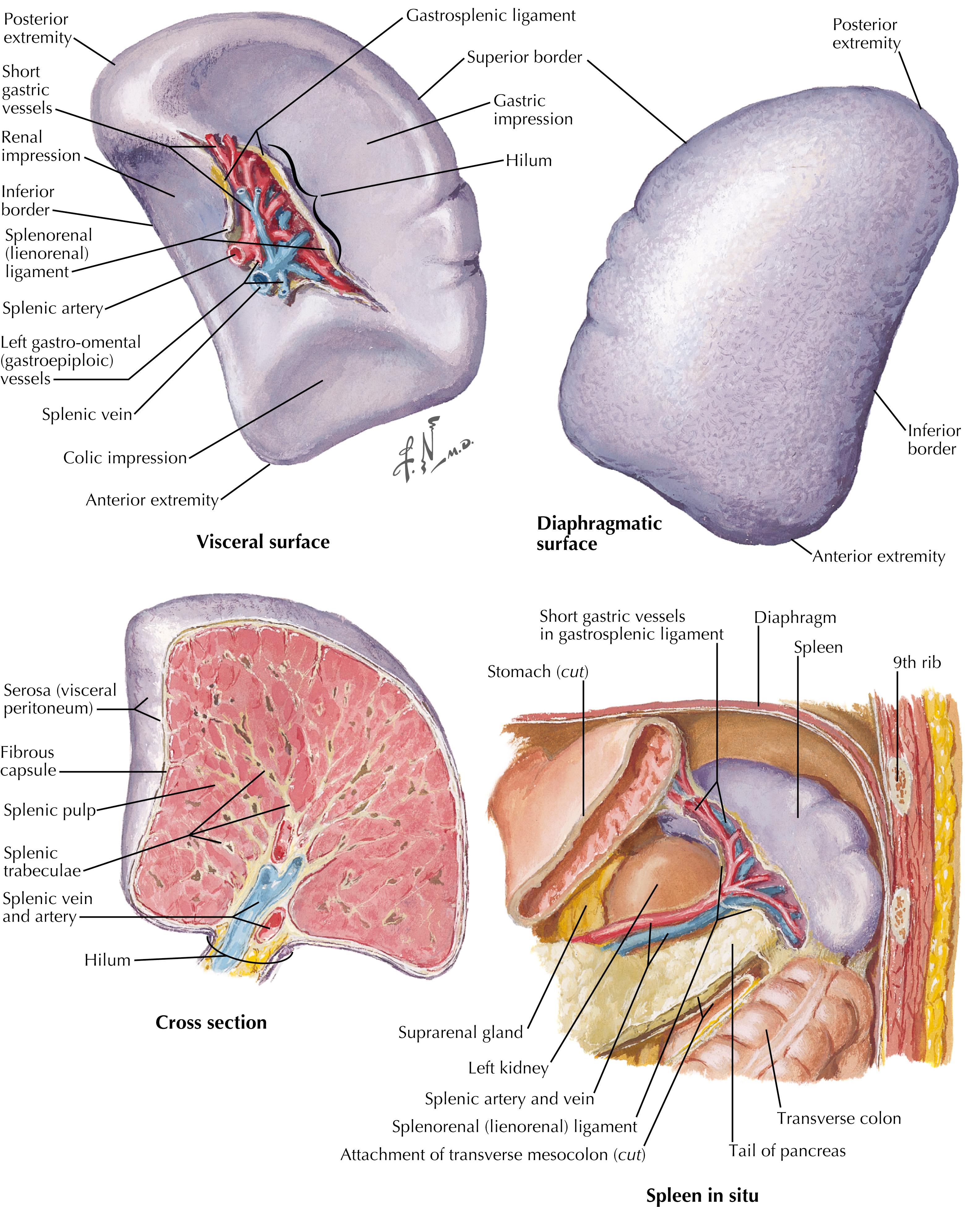 FIGURE 17.1, Spleen and surrounding structures.