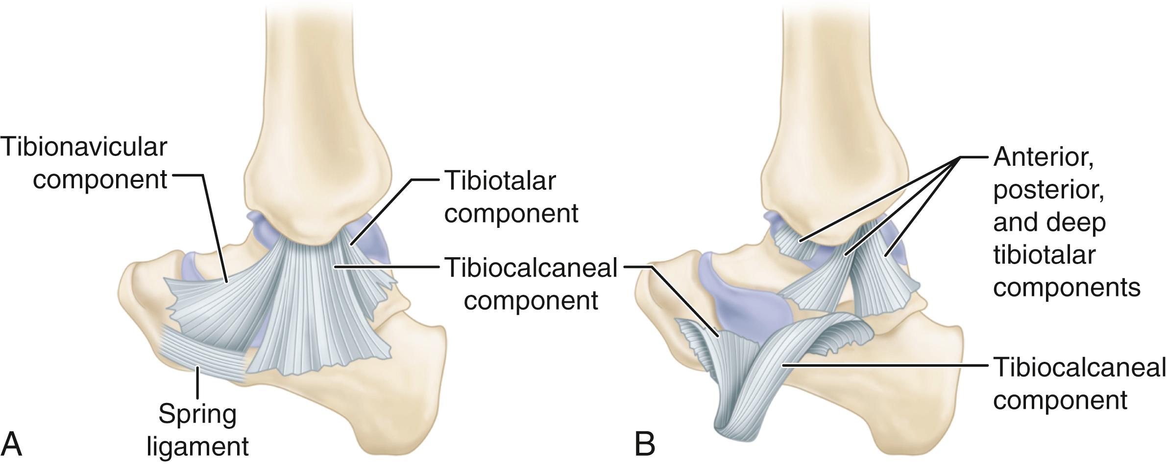 FIGURE 90.1, Anatomy of medial part of ankle to show superficial (A) and deep (B) deltoid ligament.