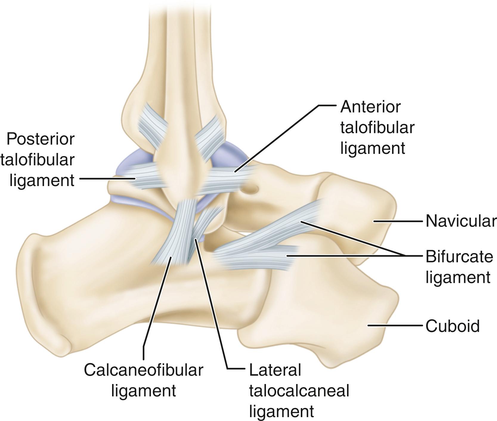 FIGURE 90.2, Lateral ligaments of ankle.