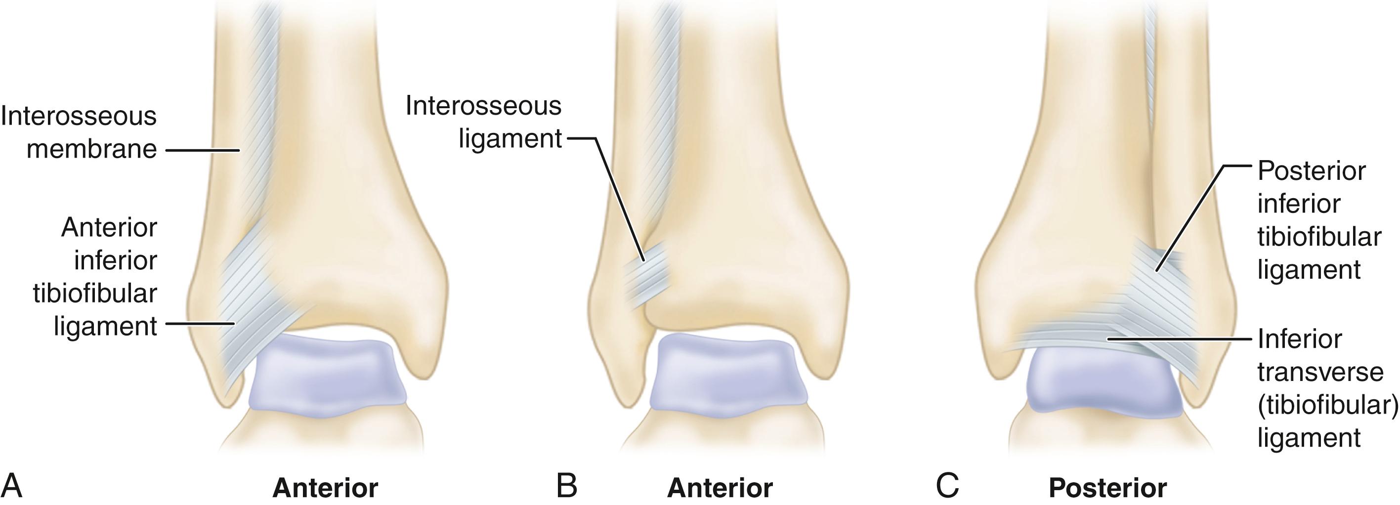 FIGURE 90.3, Ligamentous attachments of syndesmosis. A and B, Anterior view. C, Posterior view.