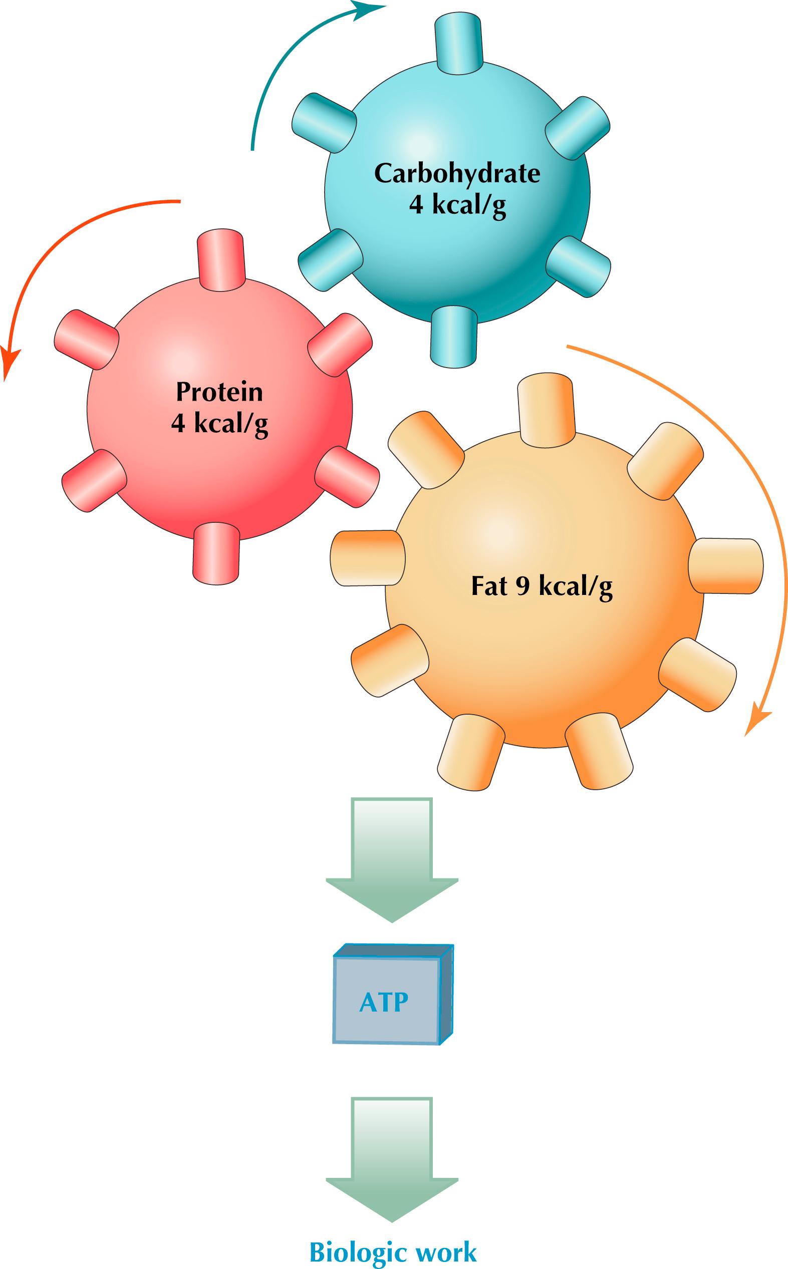 Figure 5.1, Sources of ATP for biologic work. ATP is harvested from macronutrients, carbohydrates, proteins, and fats to synthesize it for biologic work.