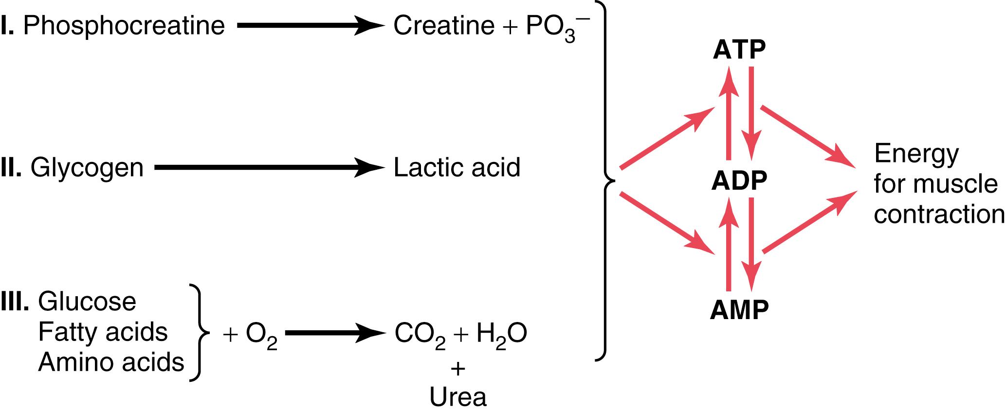 Figure 85-2, Important metabolic systems that supply energy for muscle contraction.