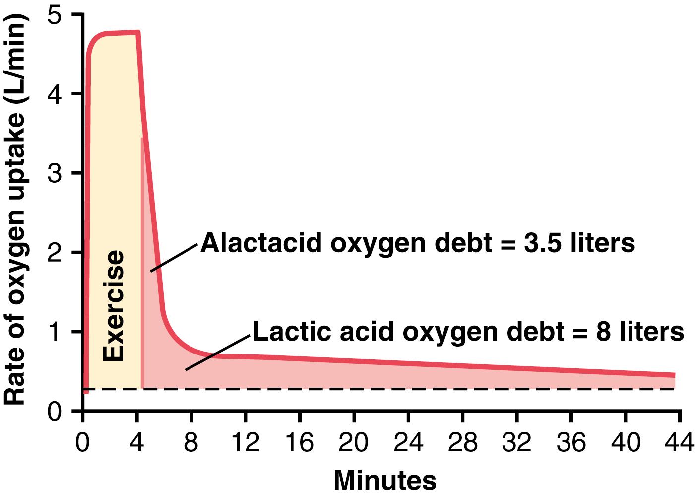 Figure 85-3, Rate of oxygen uptake by the lungs during maximal exercise for 4 minutes and then for about 40 minutes after the exercise is over. This figure demonstrates the principle of oxygen debt .